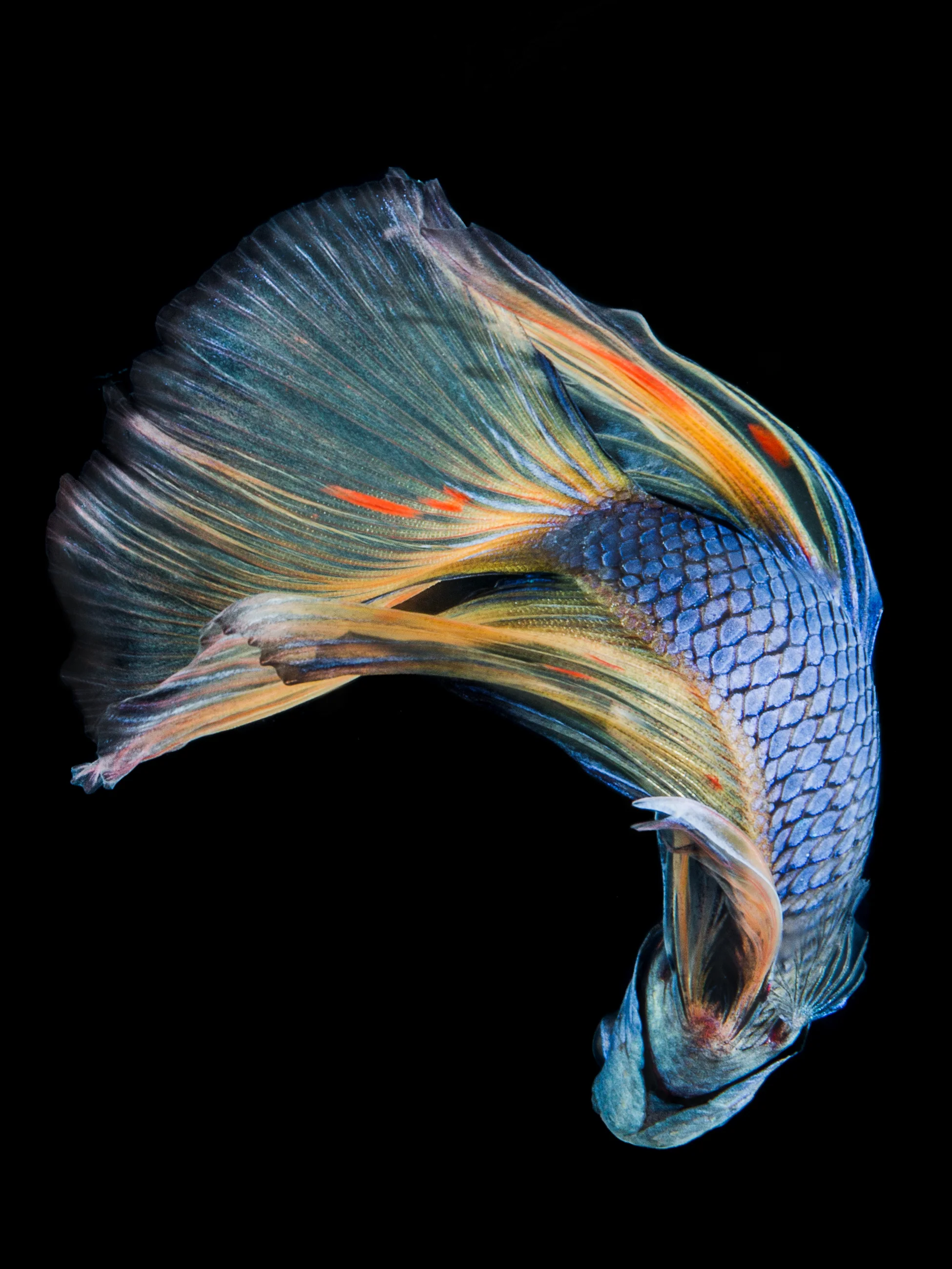 Betta 2