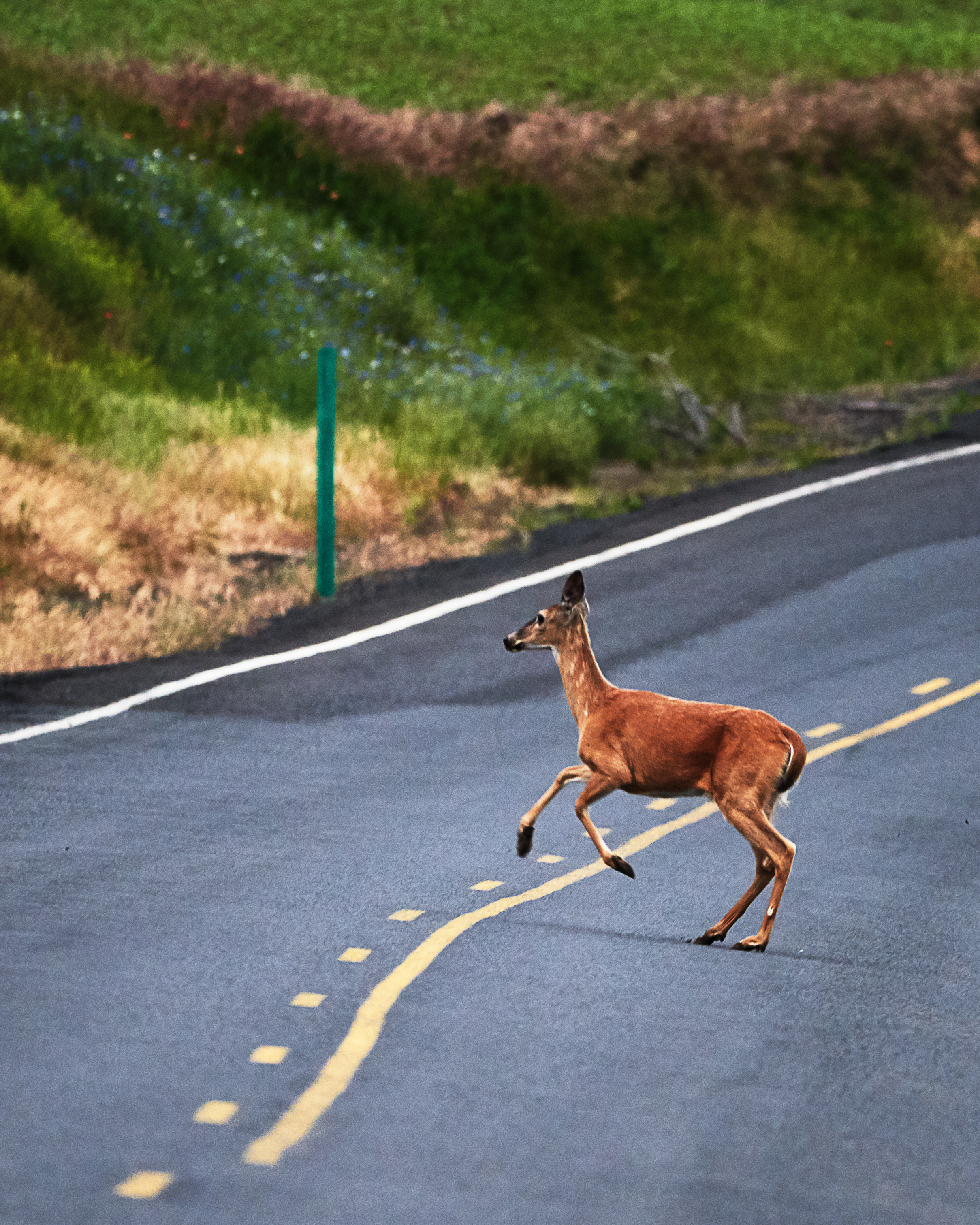 Deer crossing