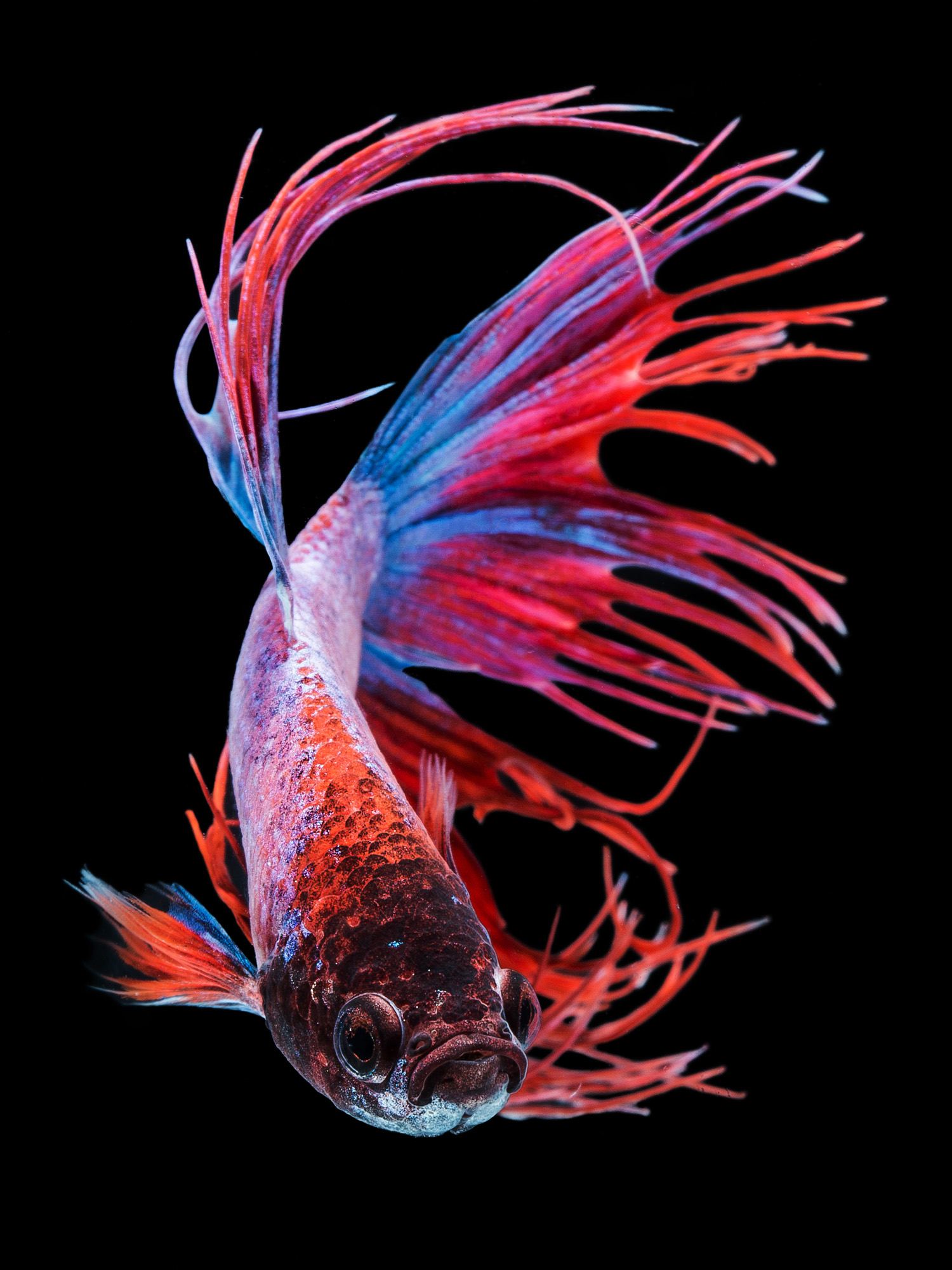Betta 6