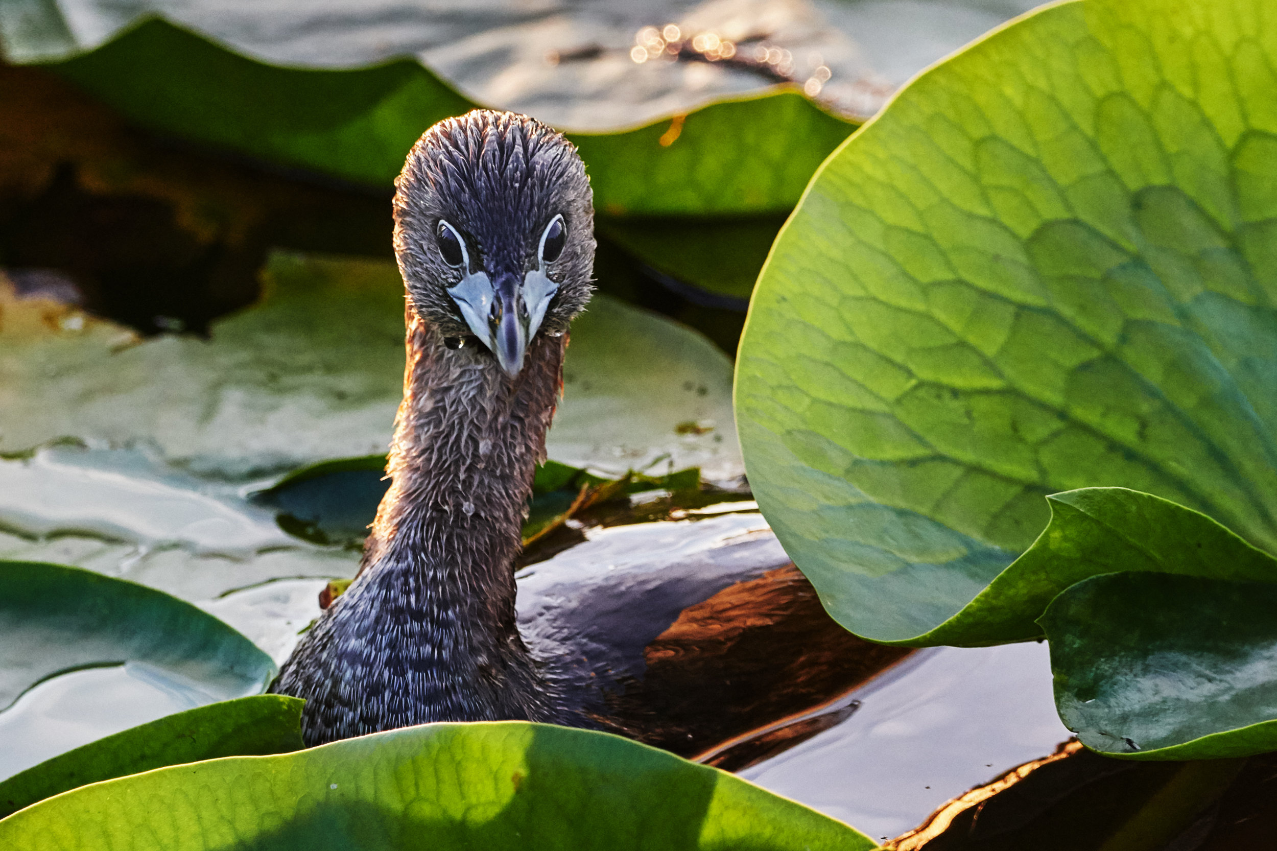 Forage in light