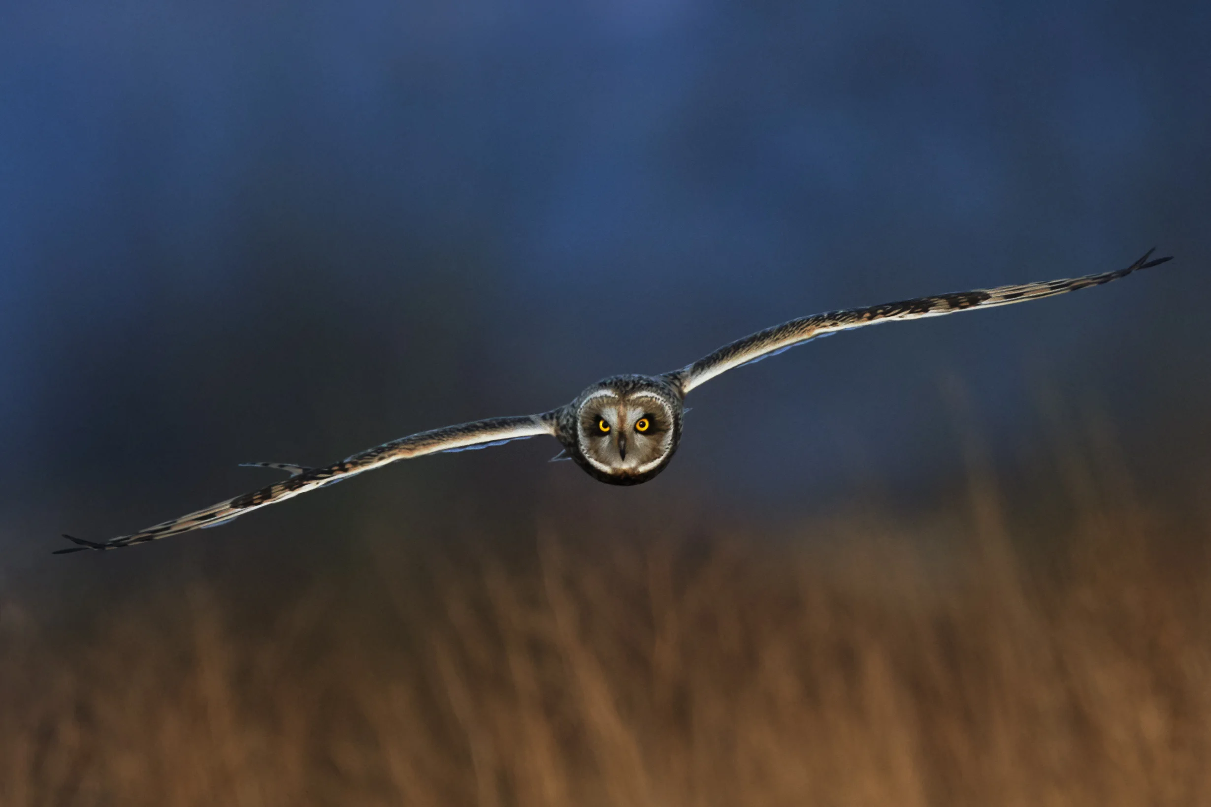 Angry bird