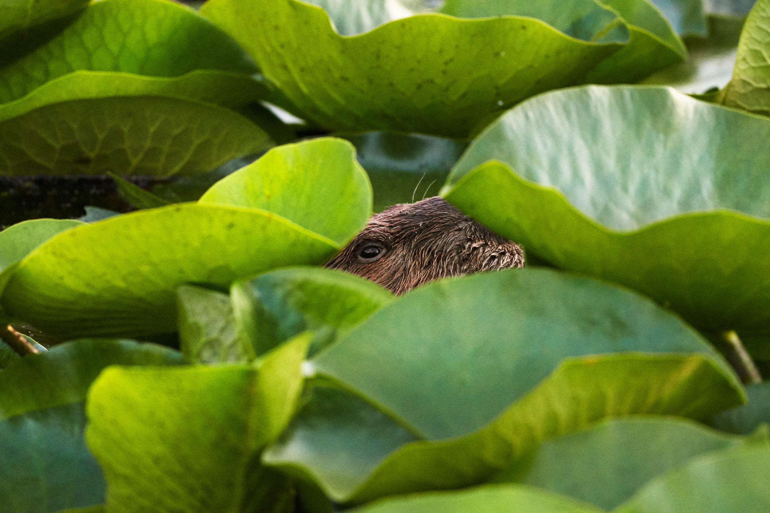 Beaver Peek