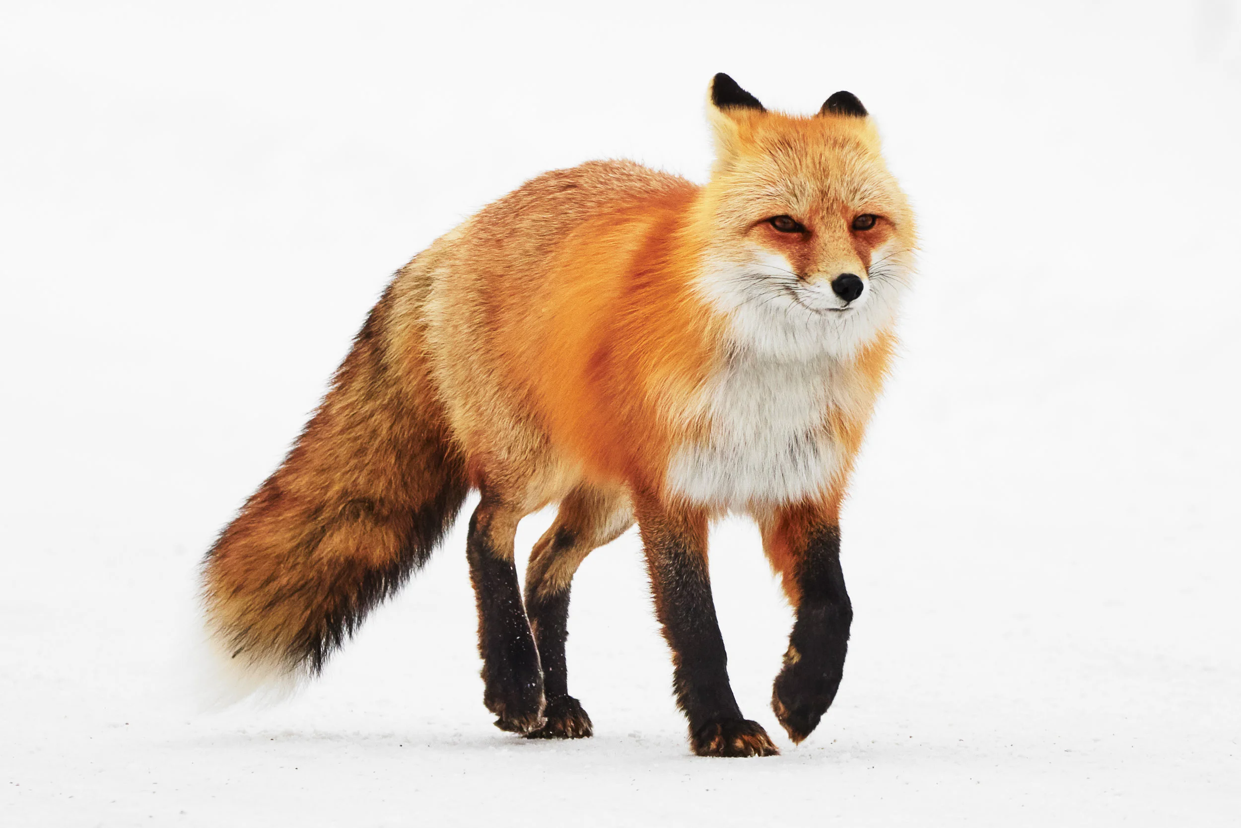 Paws