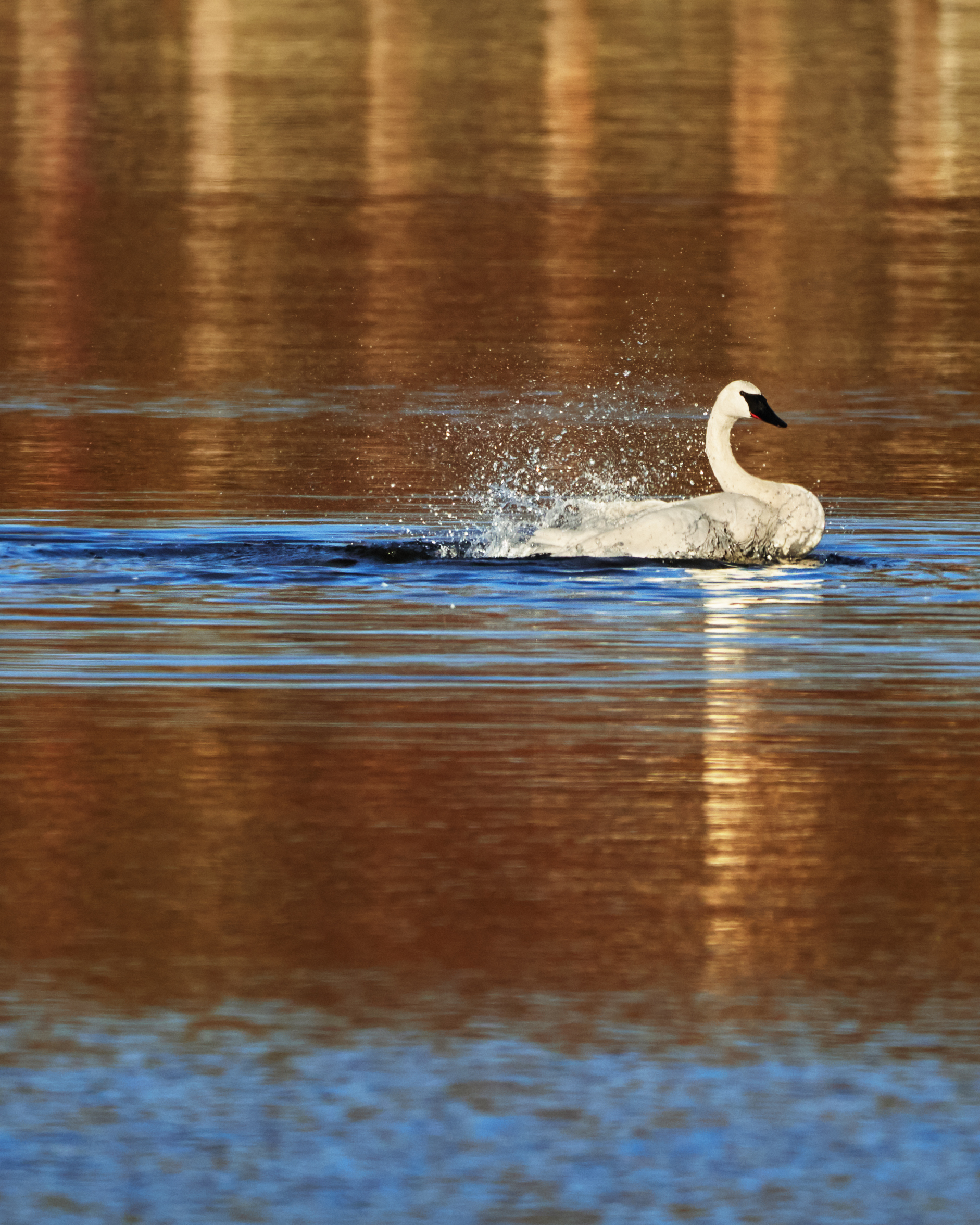 Splashy reflections