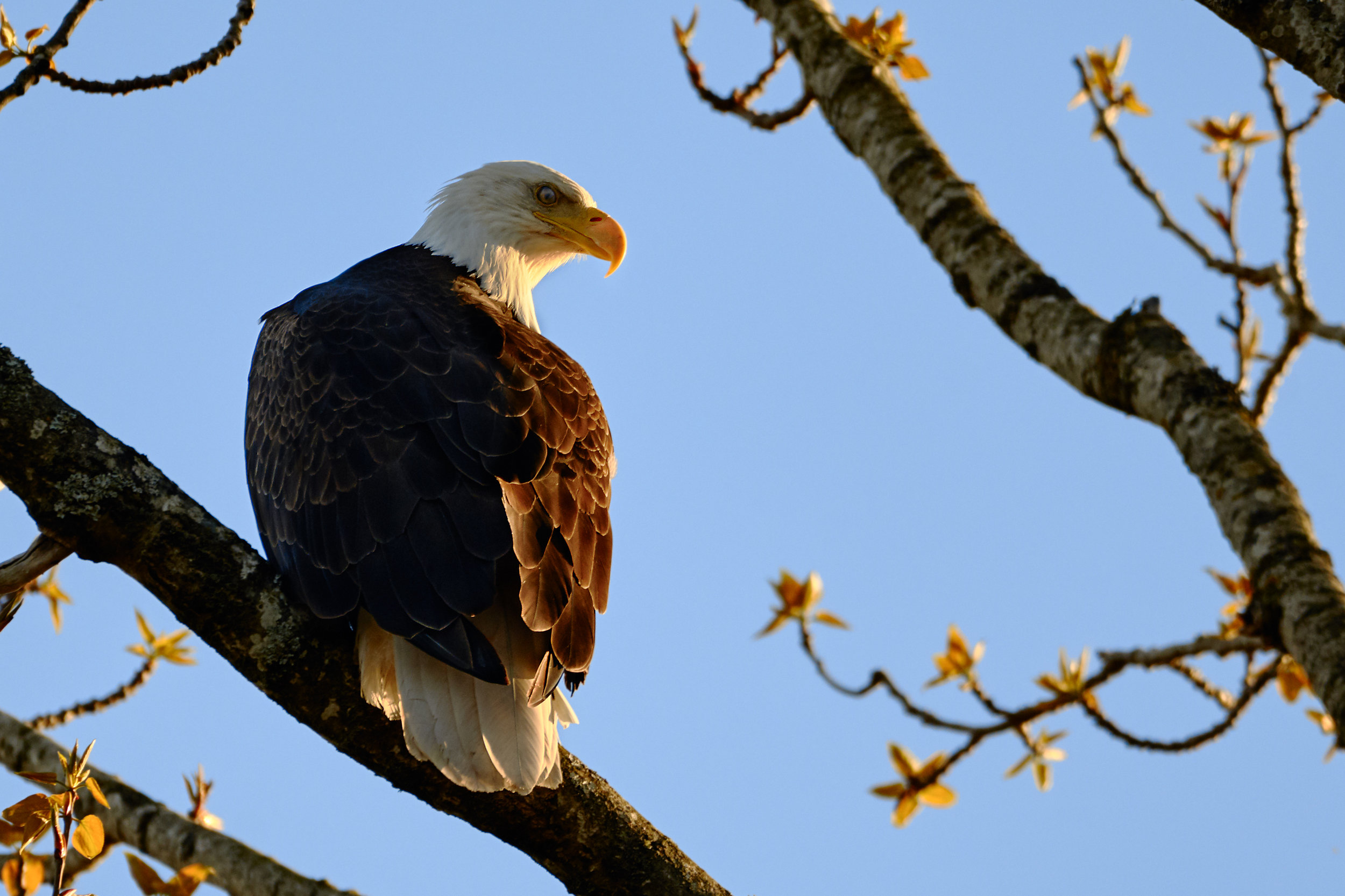 Basking in spring