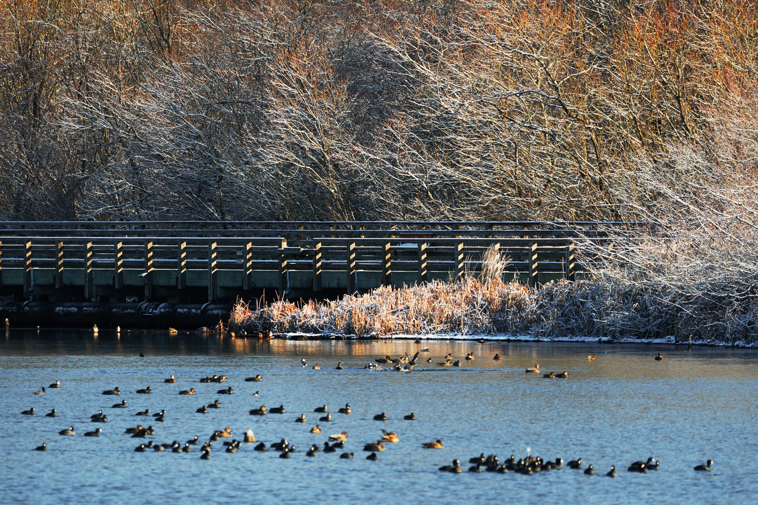 Winter at the Bay