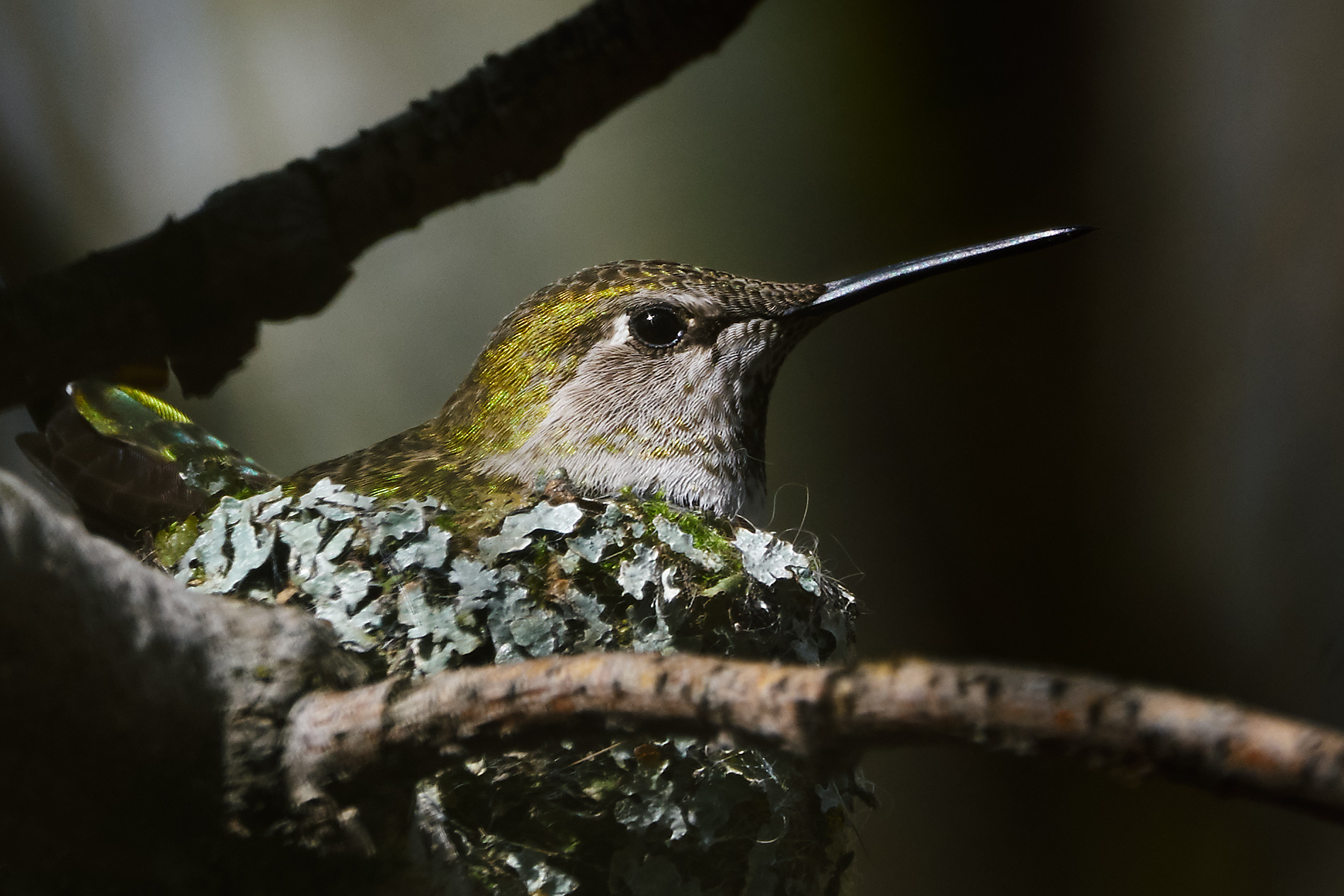 Nesting Mother