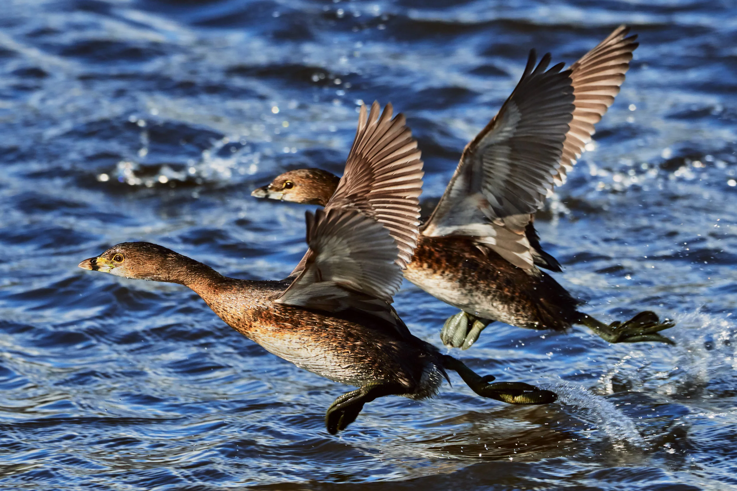 Water runners