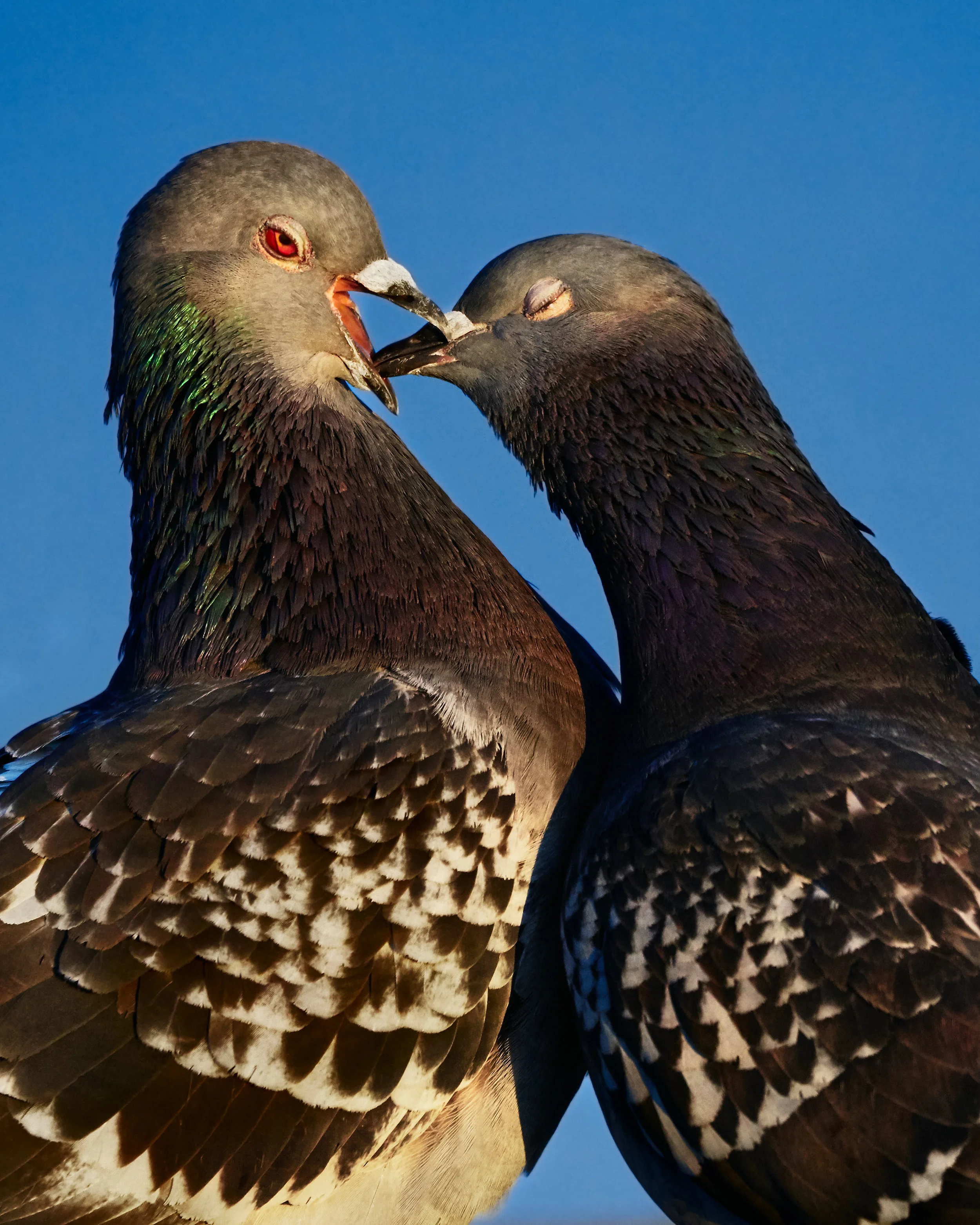 Pigeon_001.jpg