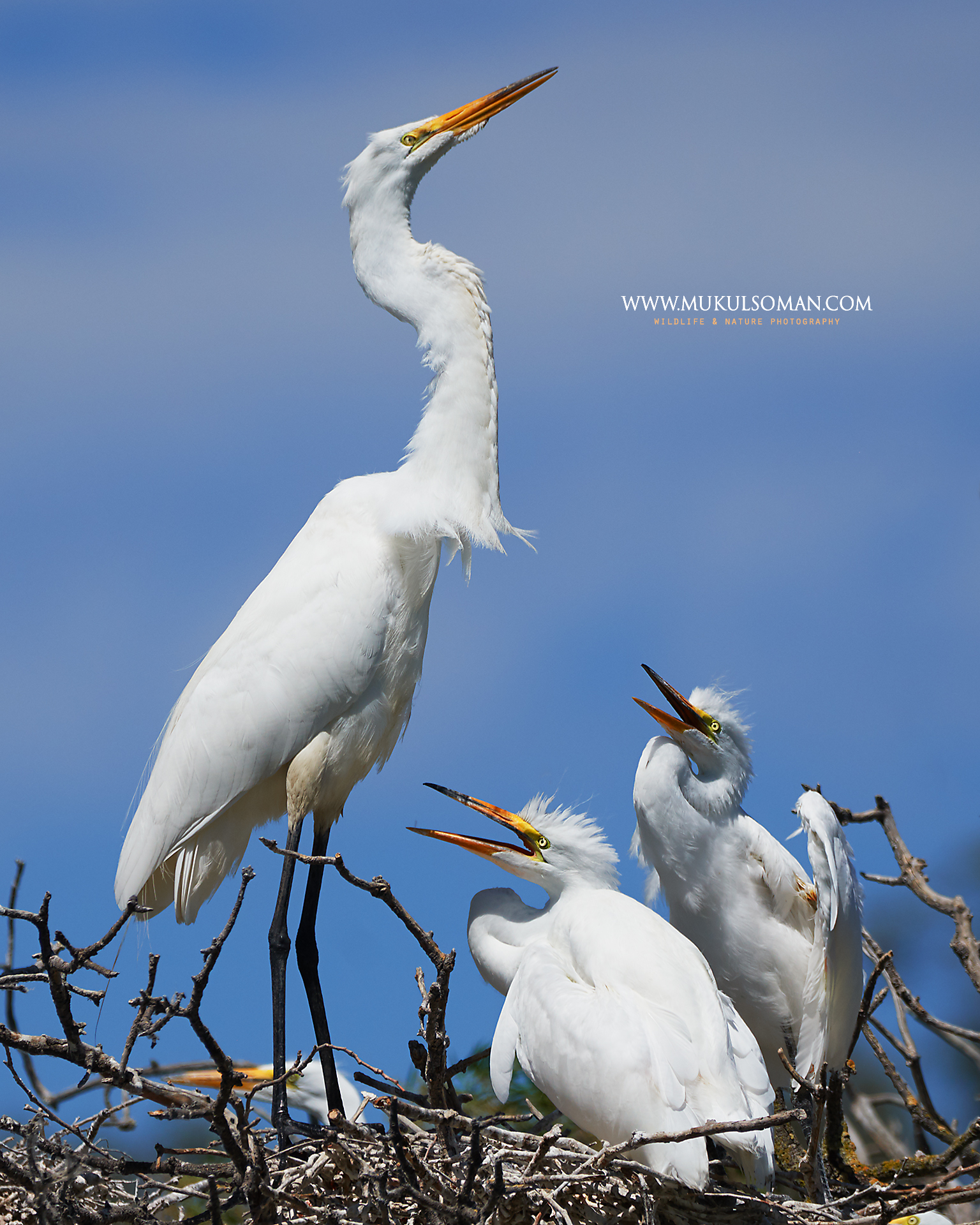 Great Egret mom and chicks. Camera : Nikon D500 | Focal Length : 600mm | Exposure : 1/2000 | Aperture : f/9 | ISO : 400
