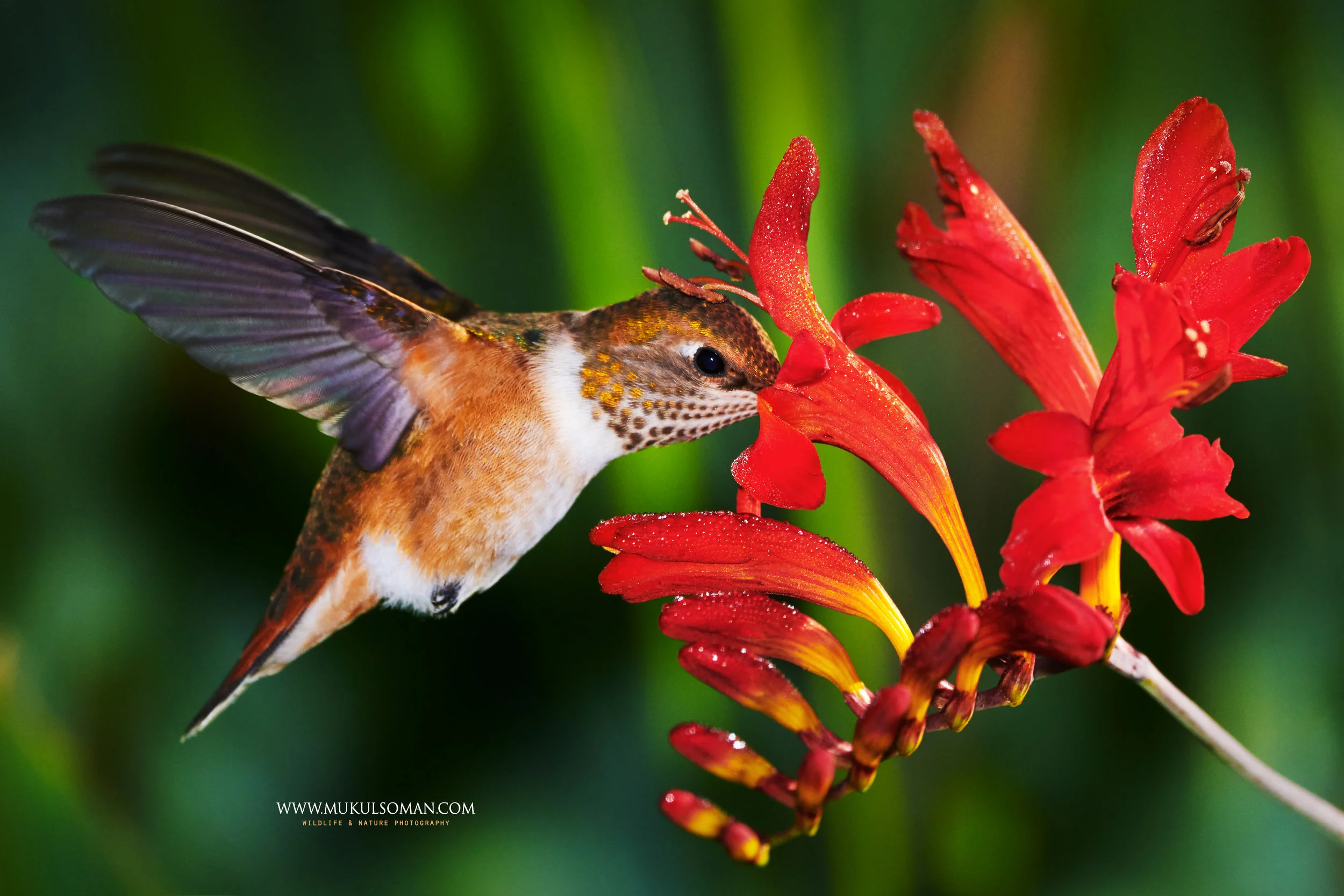 Camera : Nikon D850 | Lens : Sigma 150-600 c | Focal Length : 600 mm | Exposure : 1/2000 sec | Aperture : f/6.3 | ISO : 500 | Flash Make : SB 910 AF Speedlight | Flash mode : Manual | Flash Power : 1/16