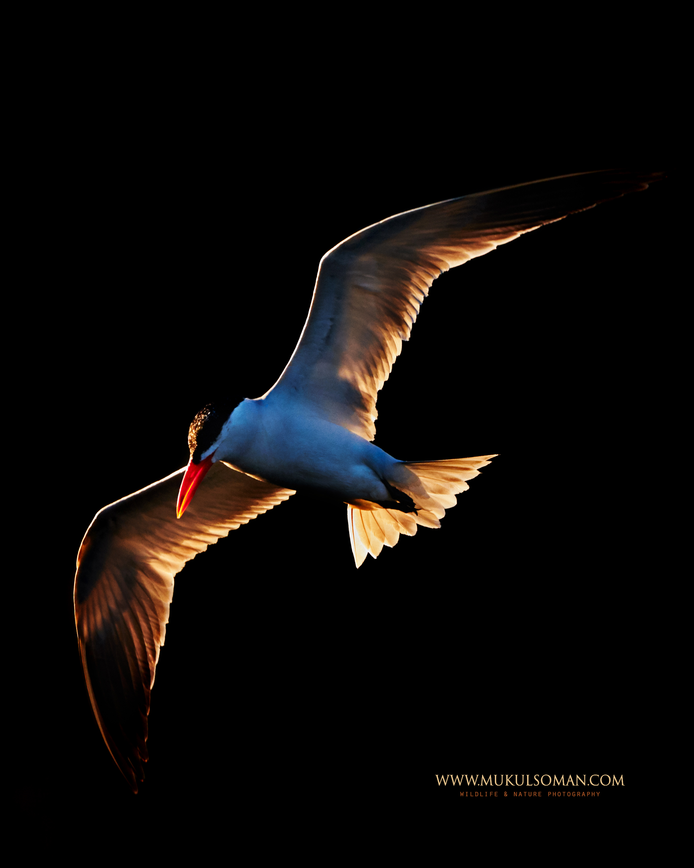 Camera : Nikon D850 | Lens : Sigma 150-600 C | Focal Length : 600 mm | Exposure : 1/1600 sec | Aperture : f/6.3 | ISO : 2200