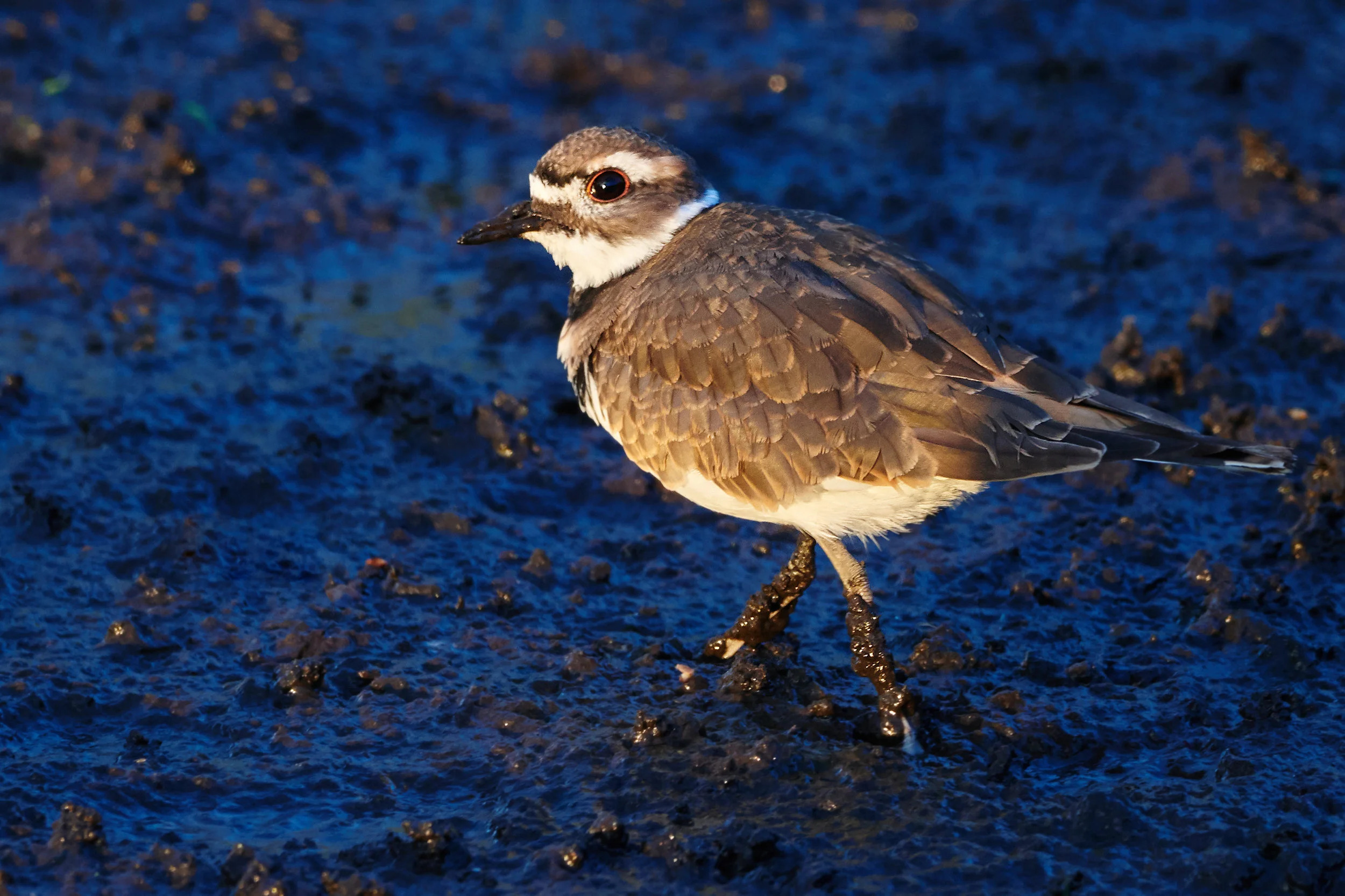 Muddy walk