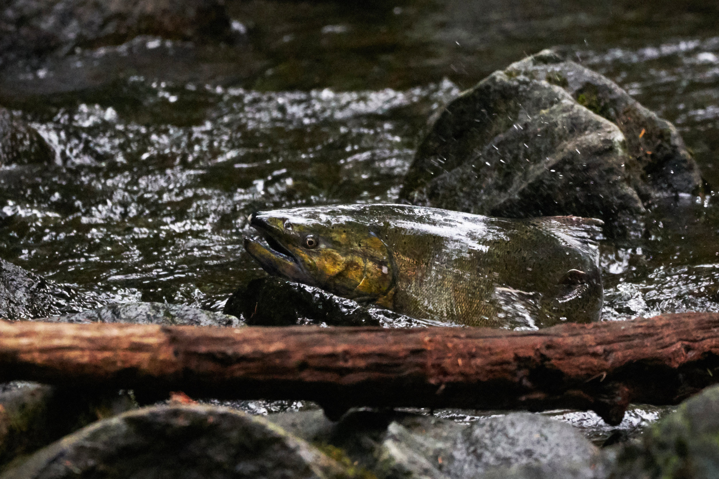 Chinook Run