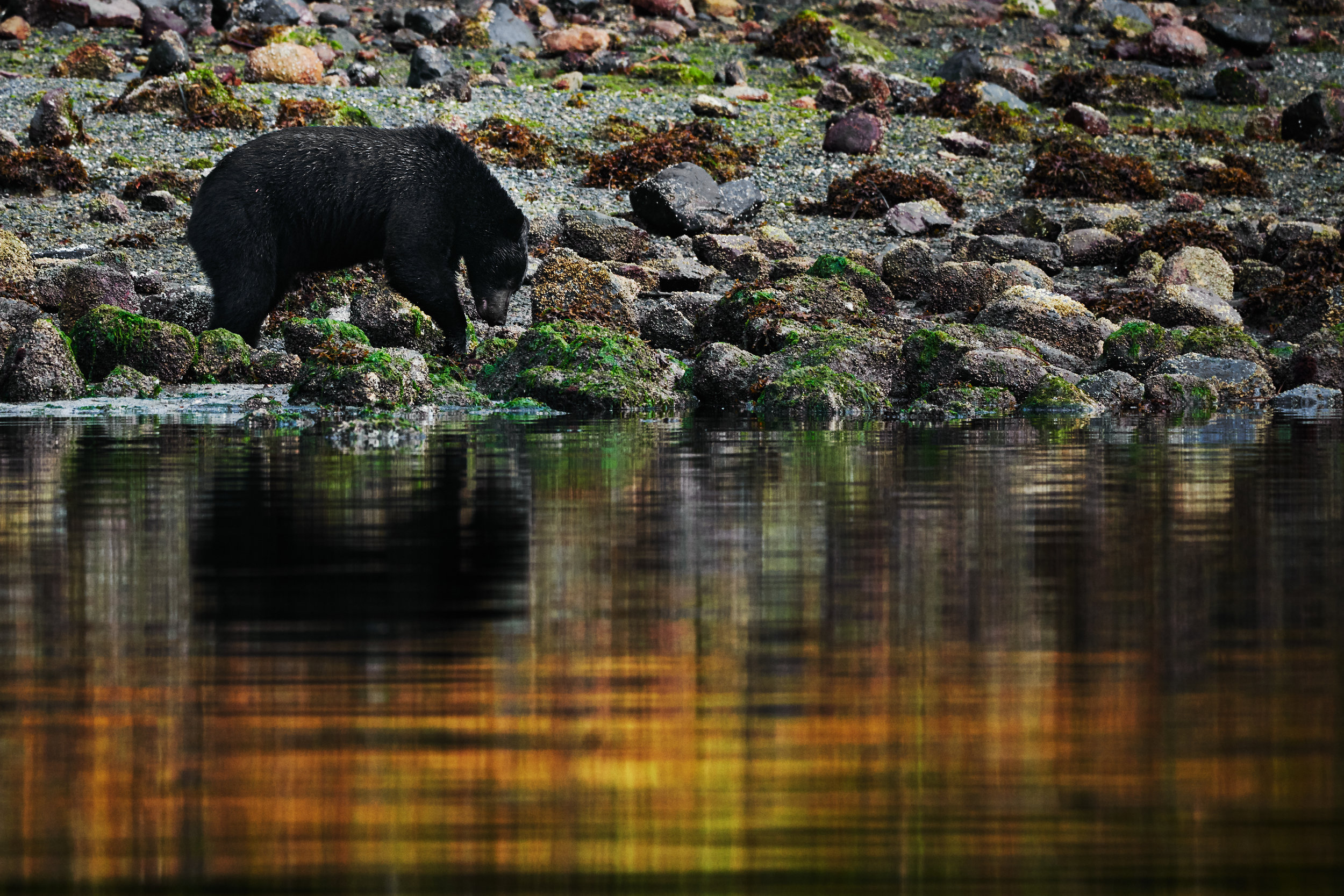 Foraging in reflection