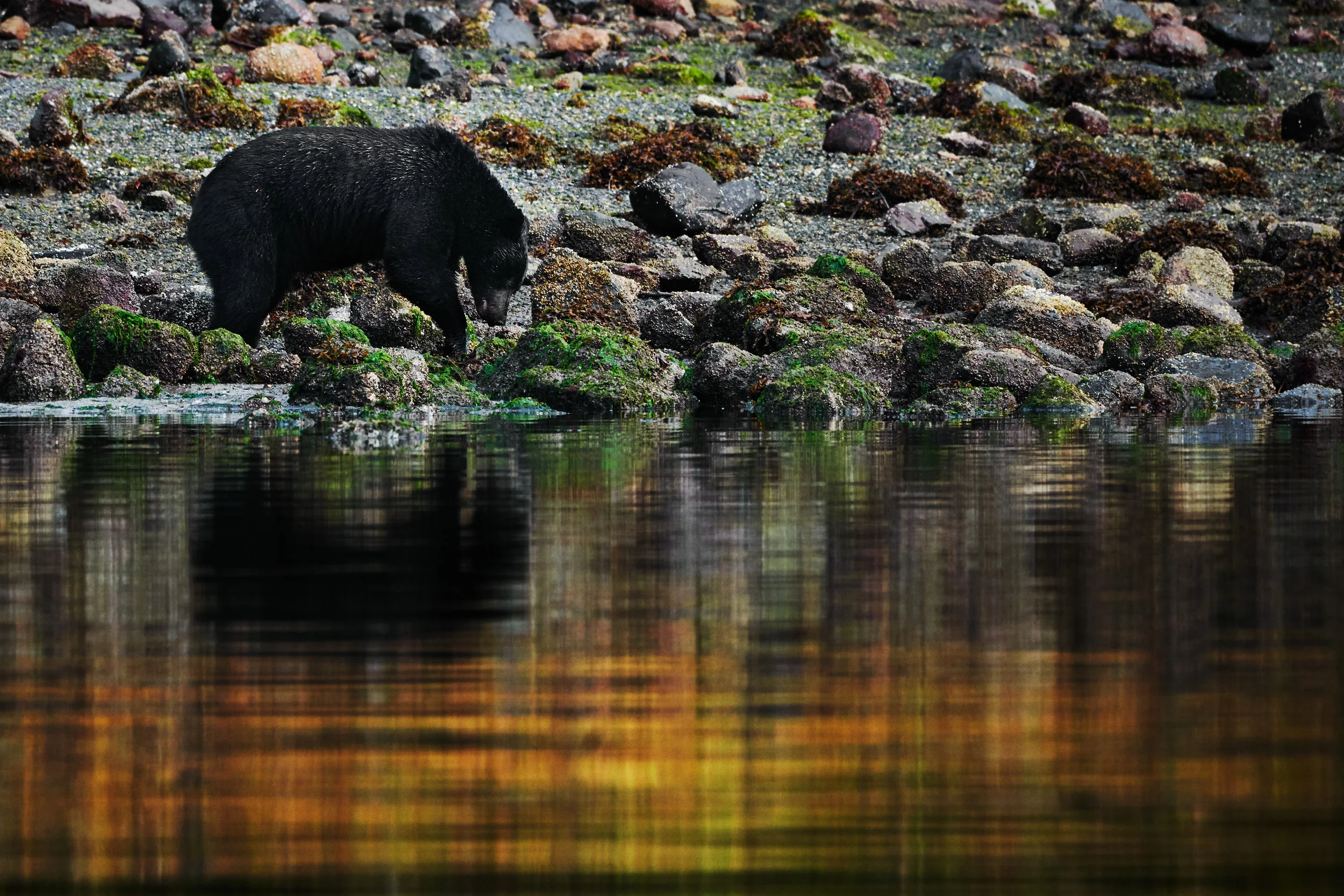 Foraging in reflection