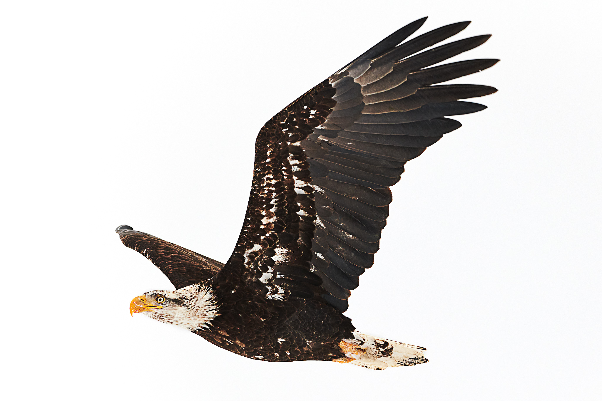 Eagle flight