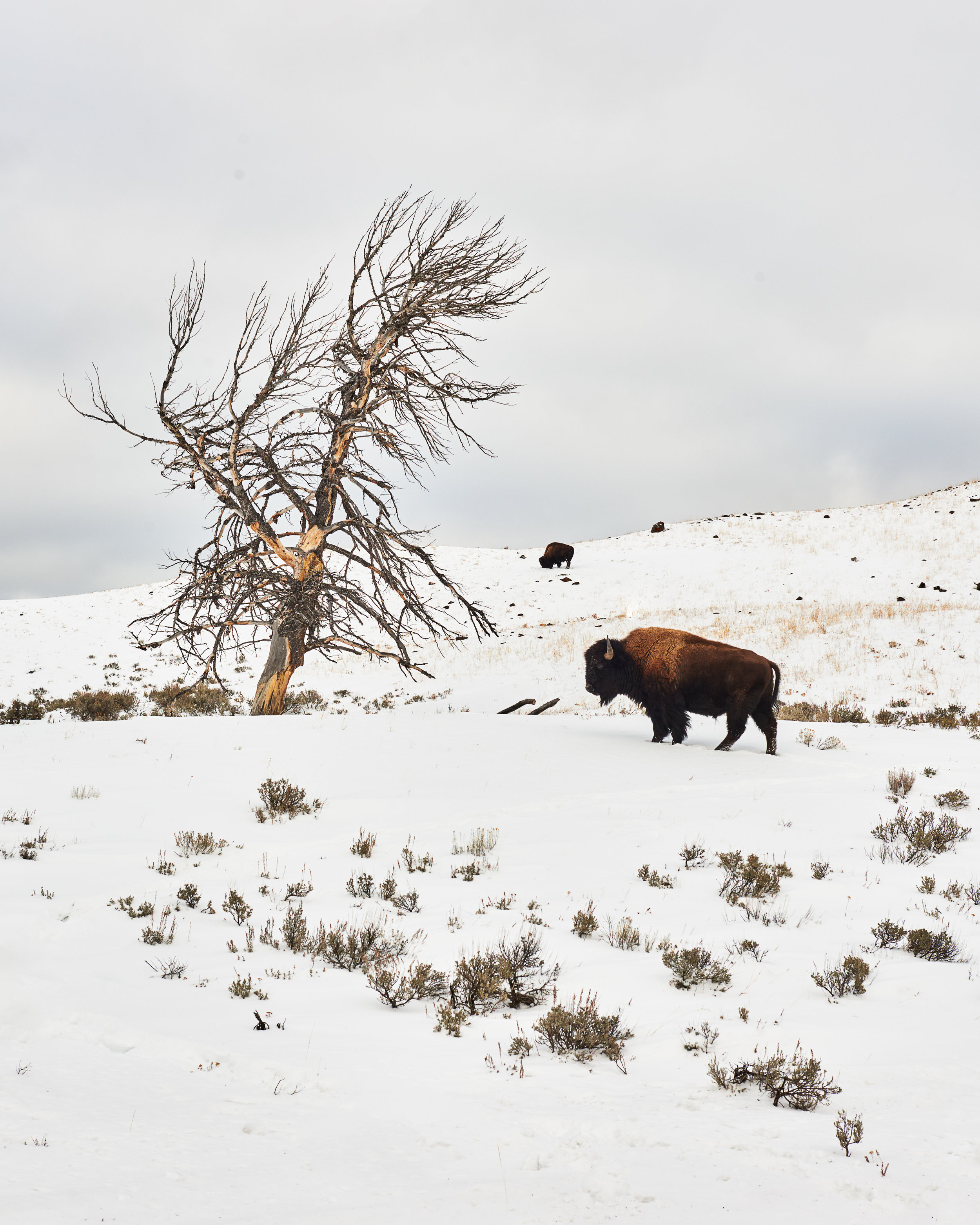 Bison & Tree