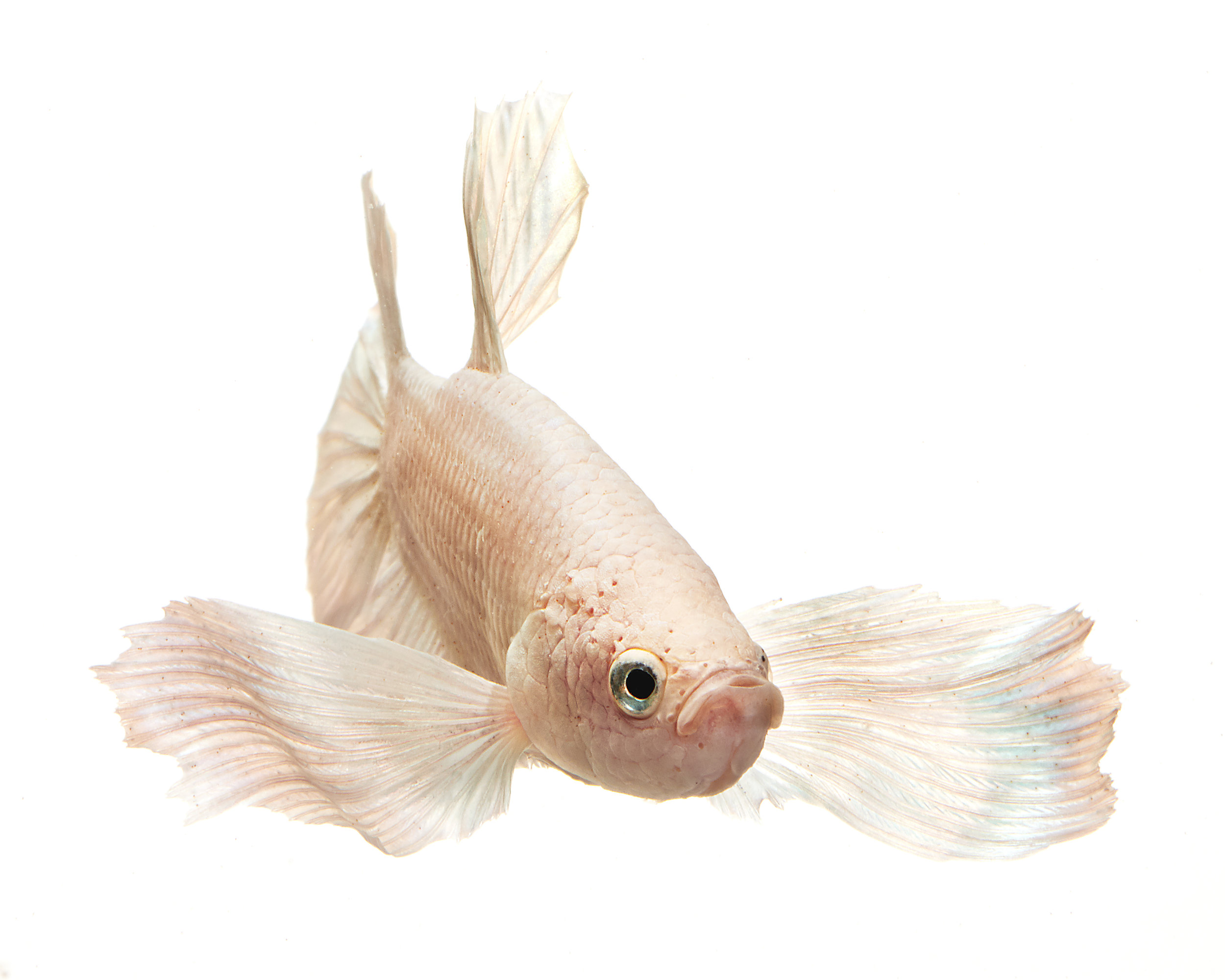 2019_Bettafish00089.jpg