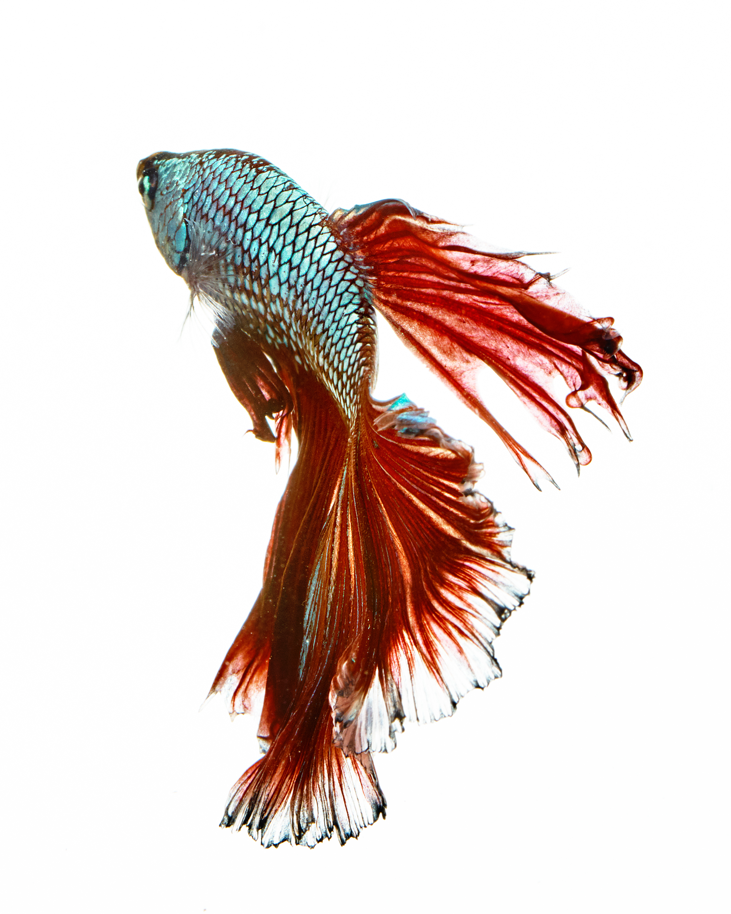 2019_Bettafish00331.jpg