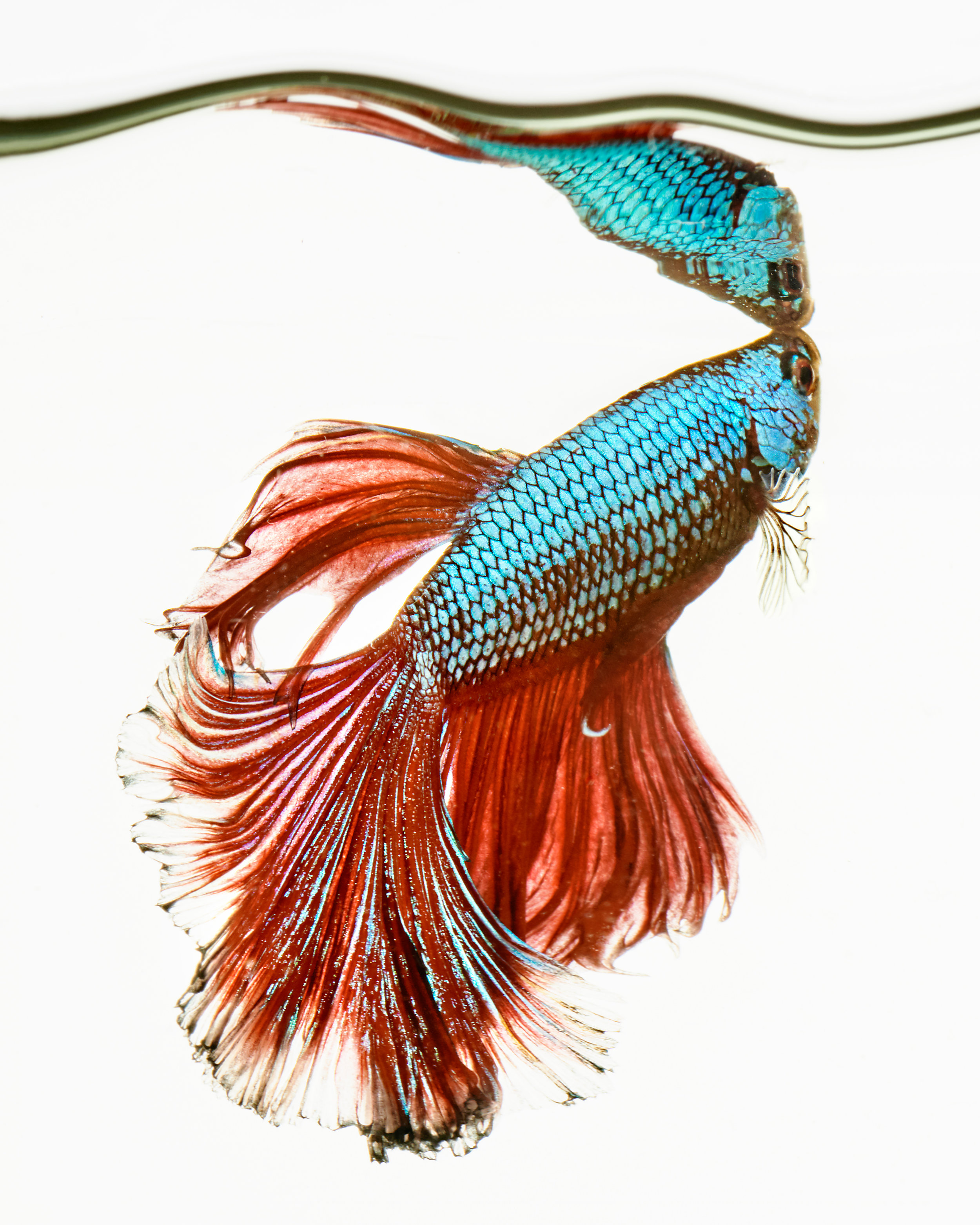 2019_Bettafish00226.jpg