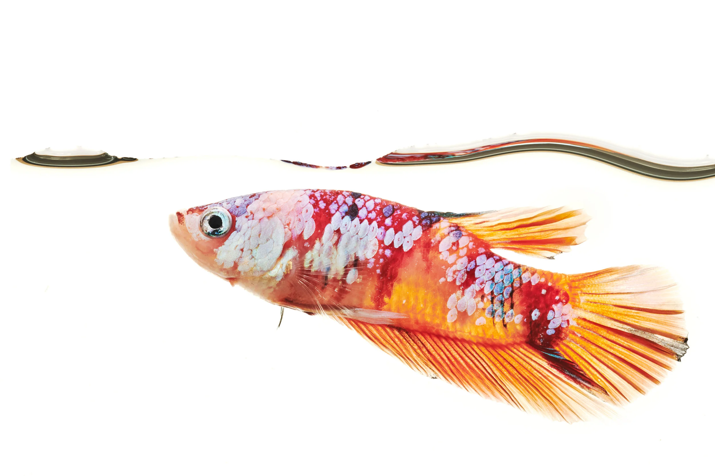 2019_Bettafish00644.jpg