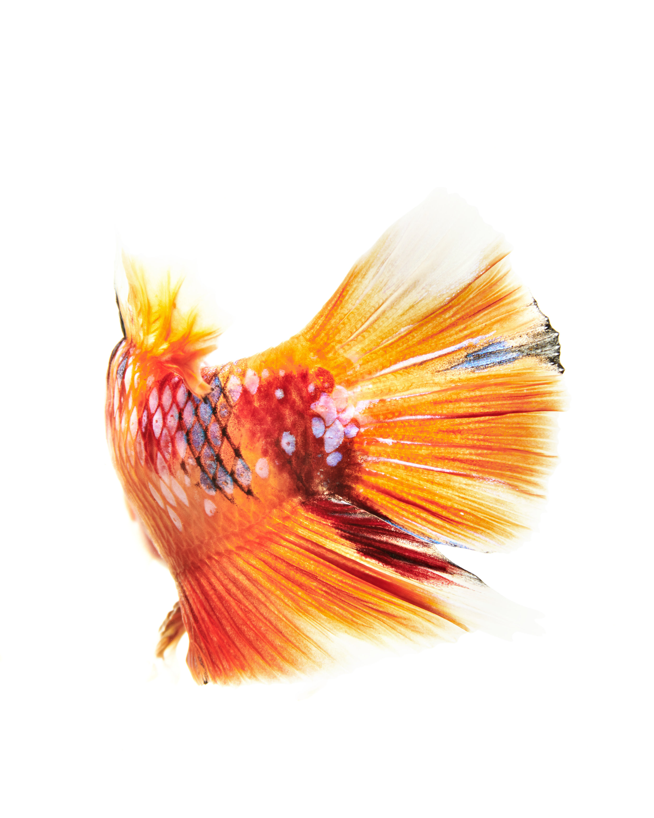 2019_Bettafish00937.jpg