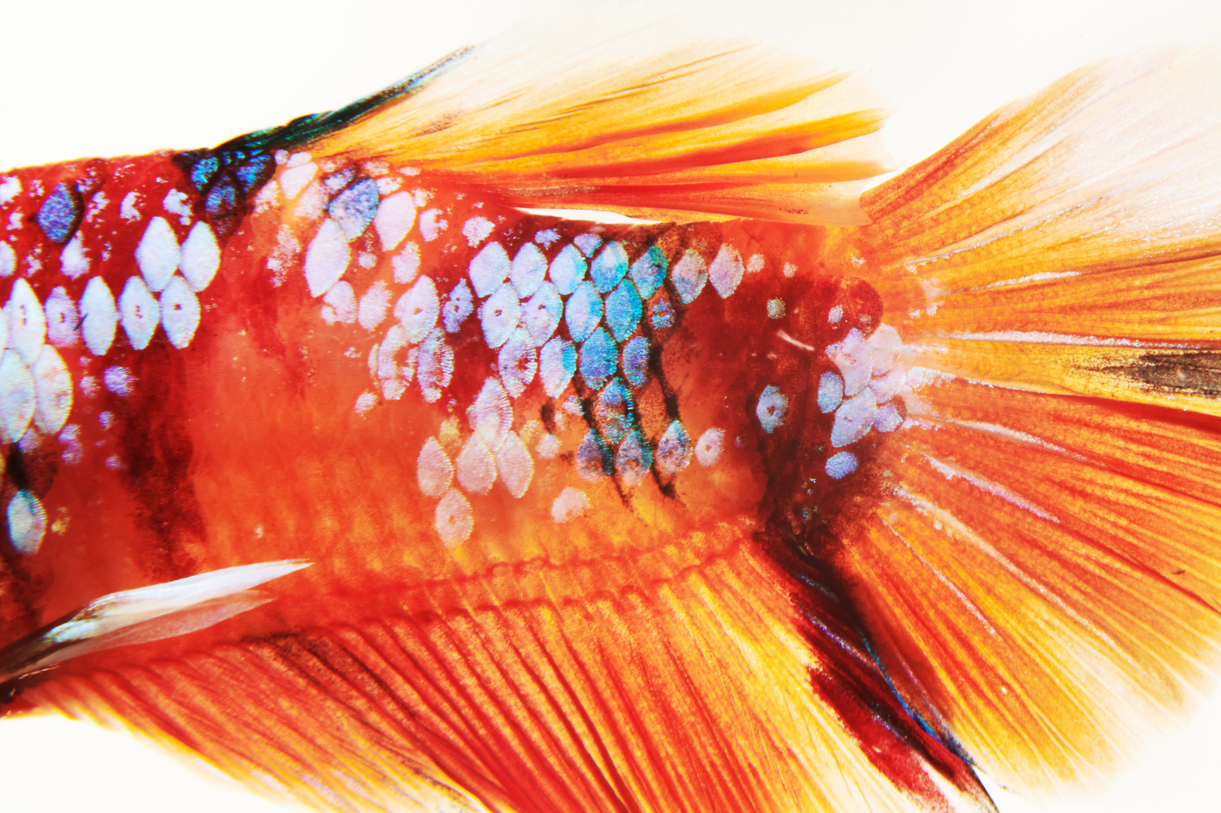 2019_Bettafish00926.jpg