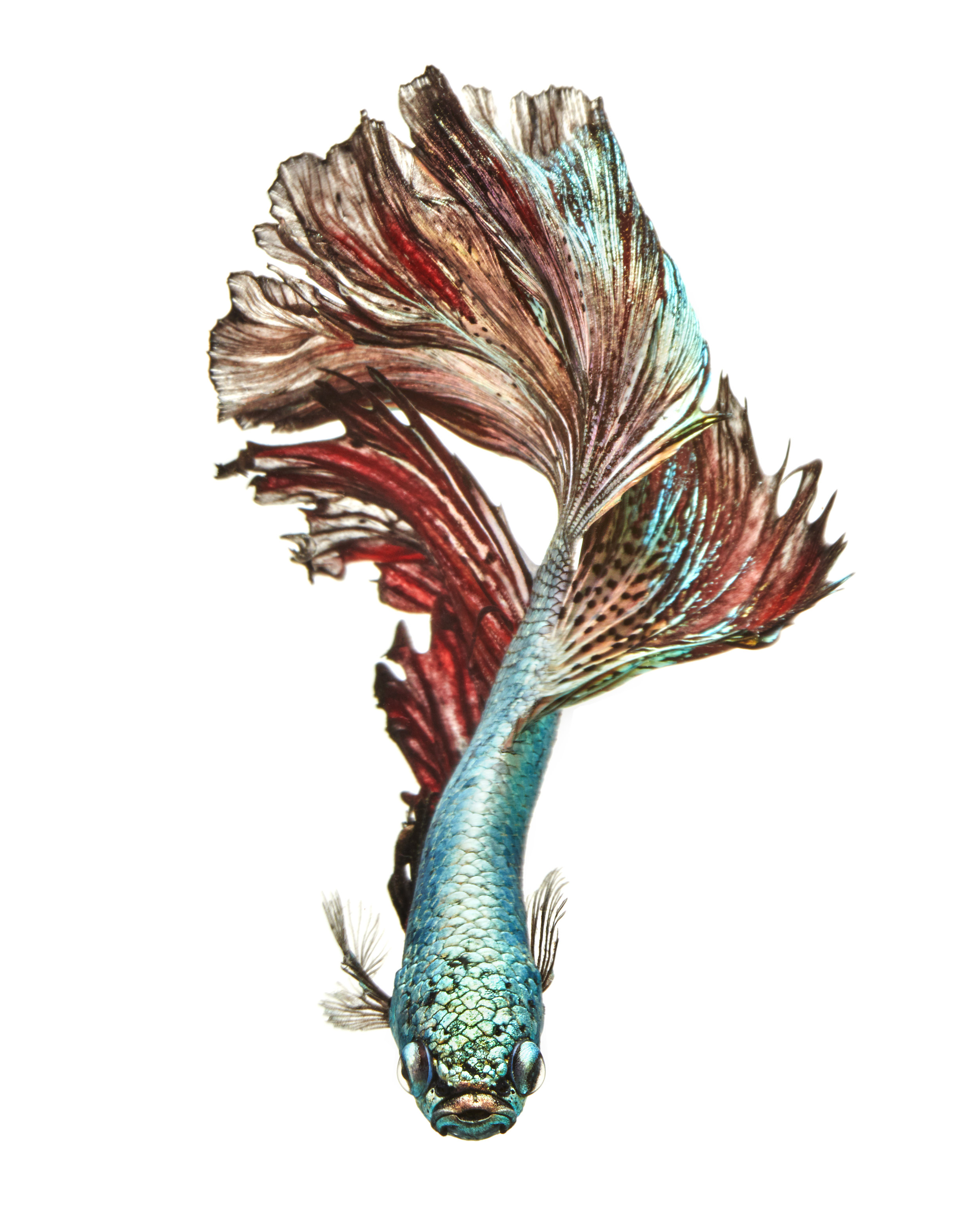 2019_Bettafish01250.jpg