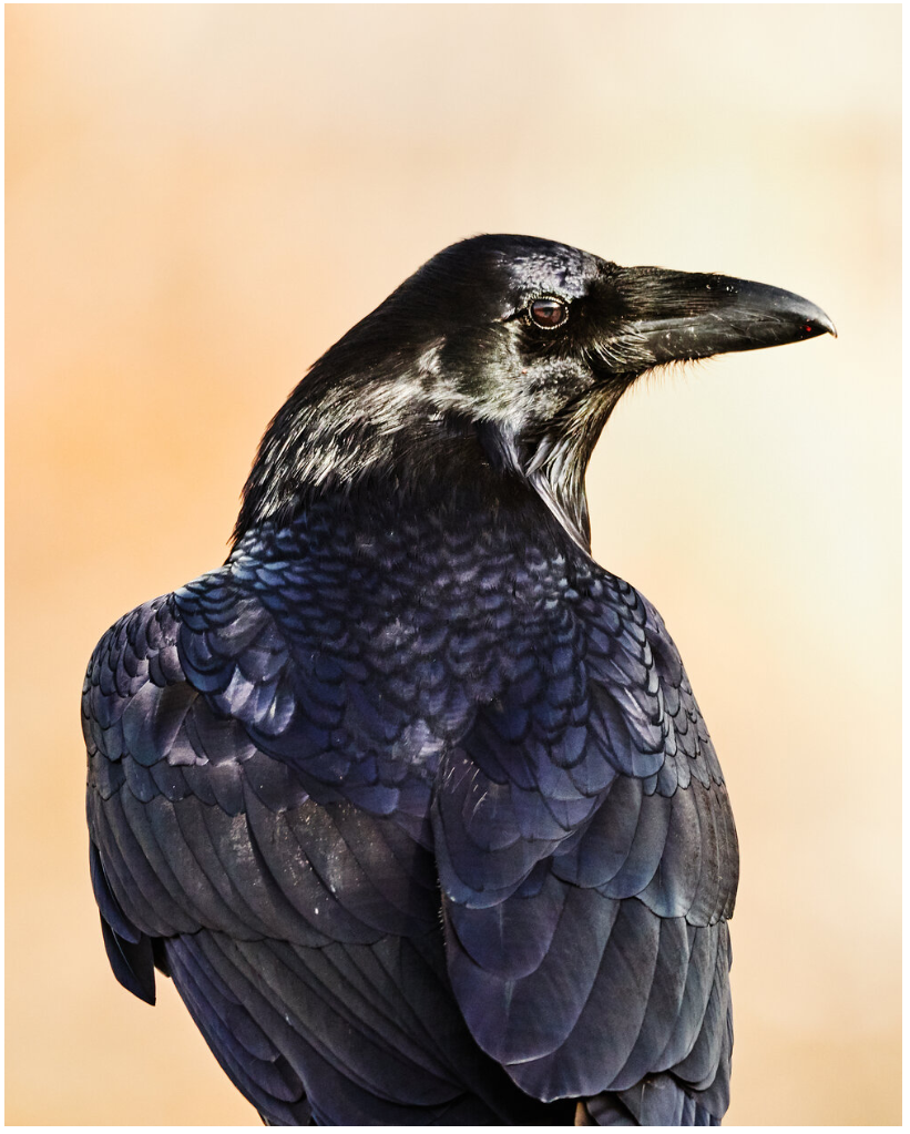 raven.PNG
