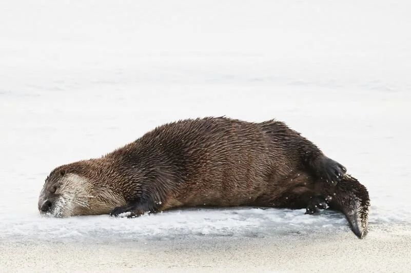 ottersleeping.JPG