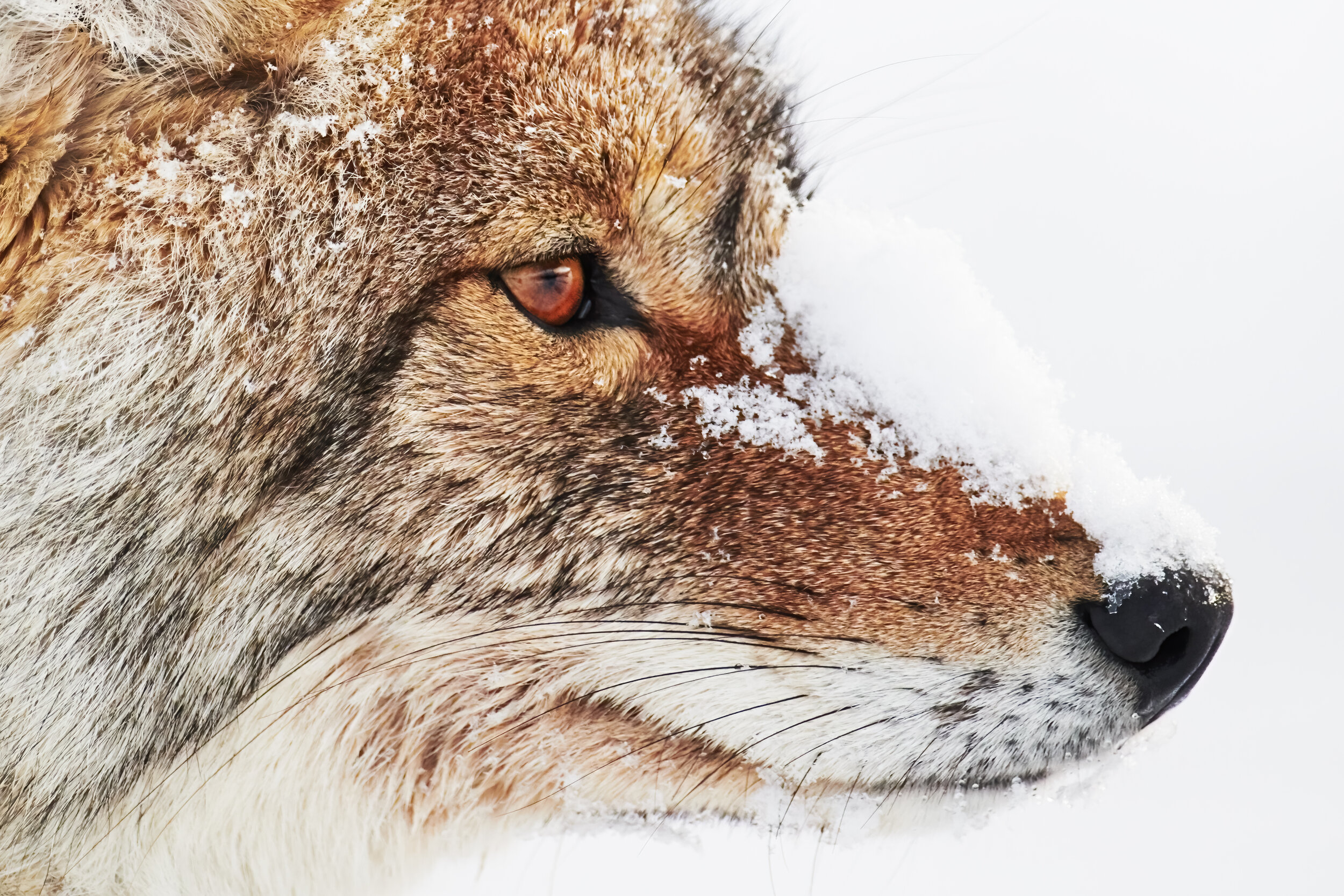 Snow snout