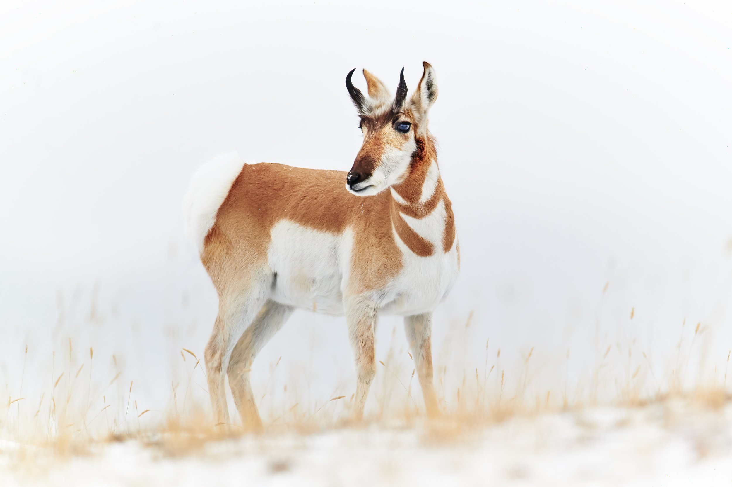 Pronghorn calm