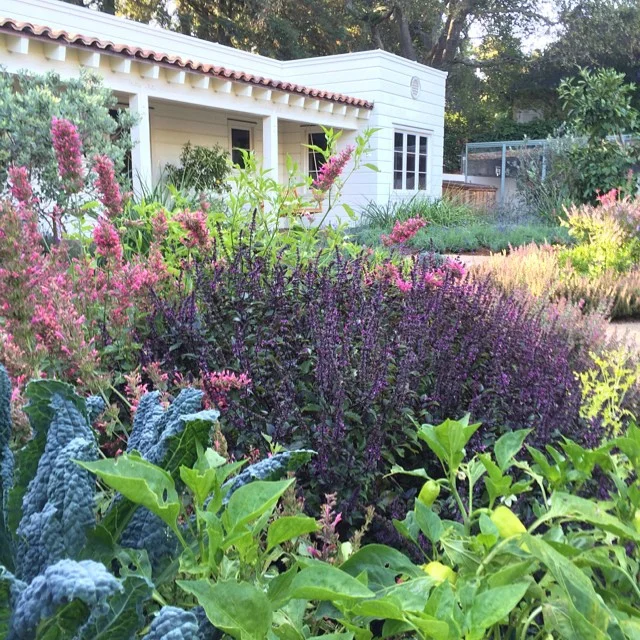 Pine House Edible Gardens