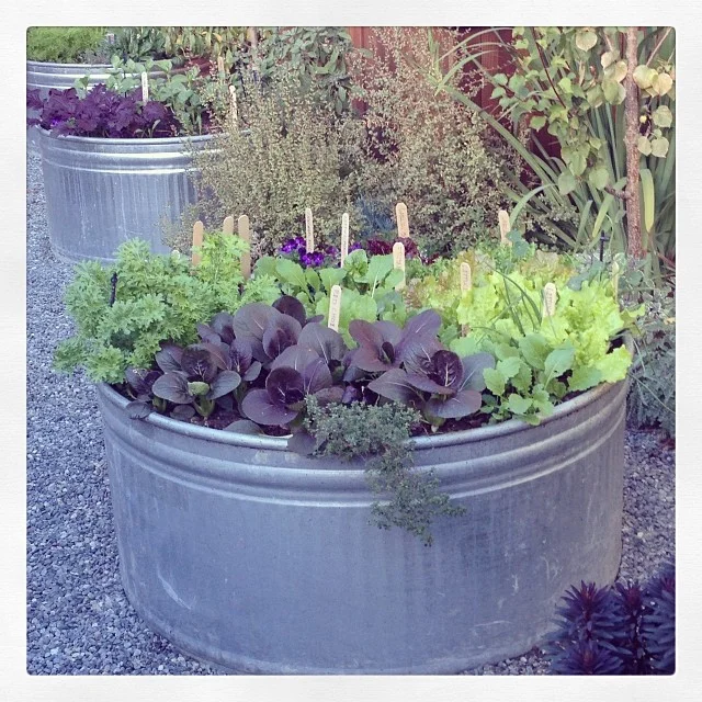 Pine House Edible Gardens