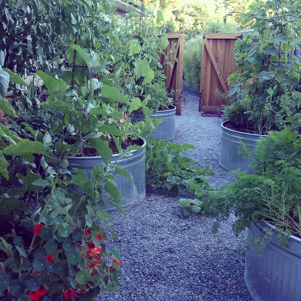 Pine House Edible Gardens