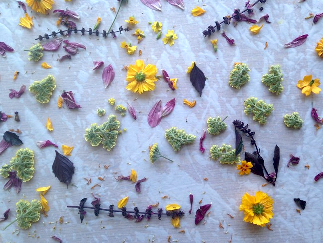 Just-harvested flowers are laid out on wet fabric as part of the dyeing process. Photo by: Jonny Thomas for Pine House Edible Gardens .