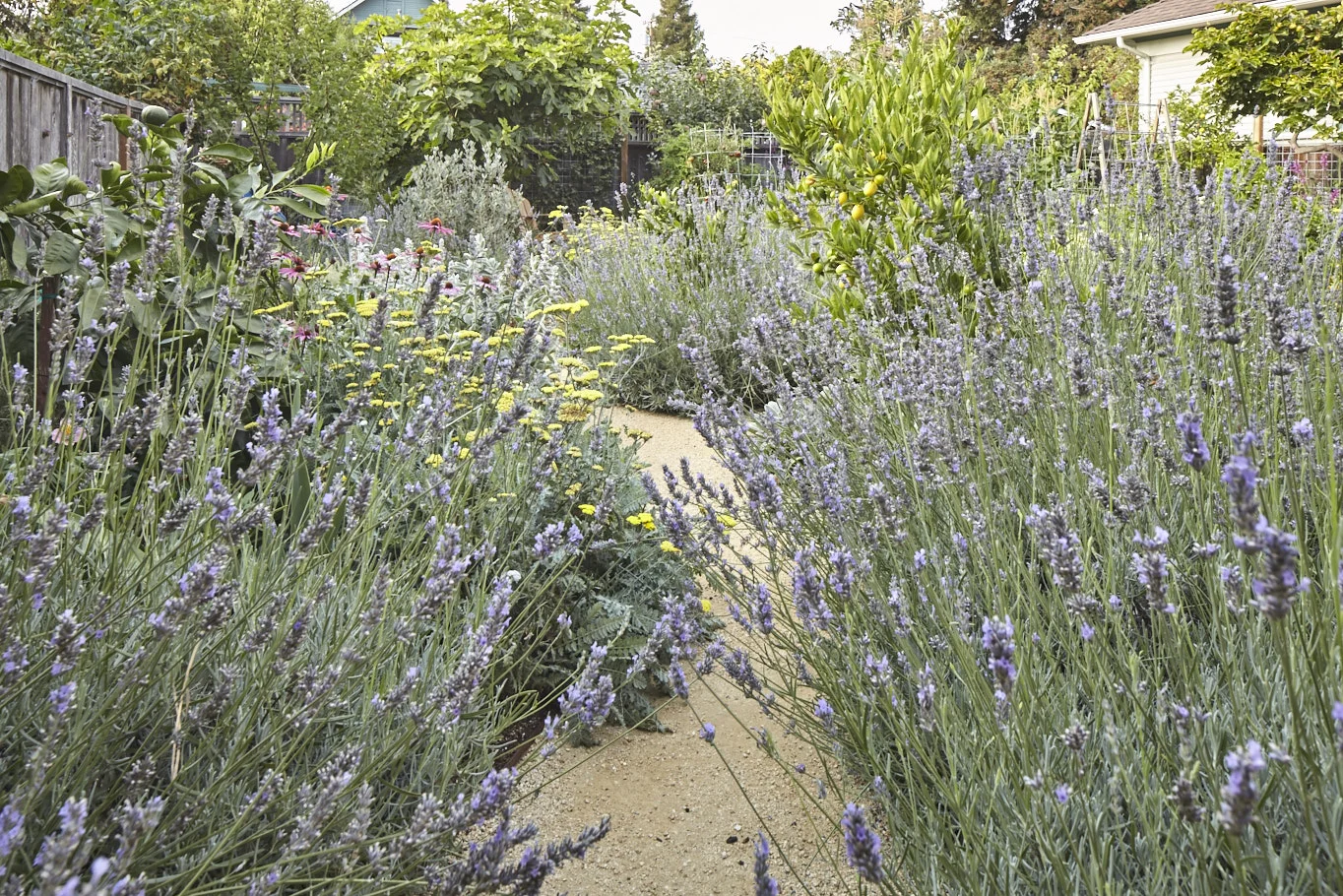 Pine House Edible Gardens
