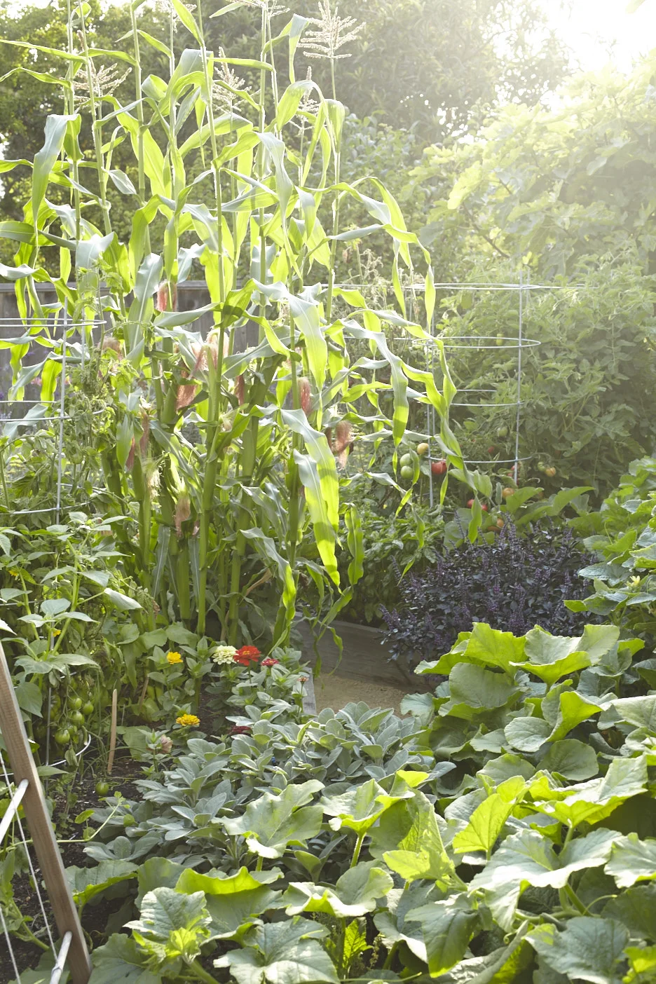 Pine House Edible Gardens
