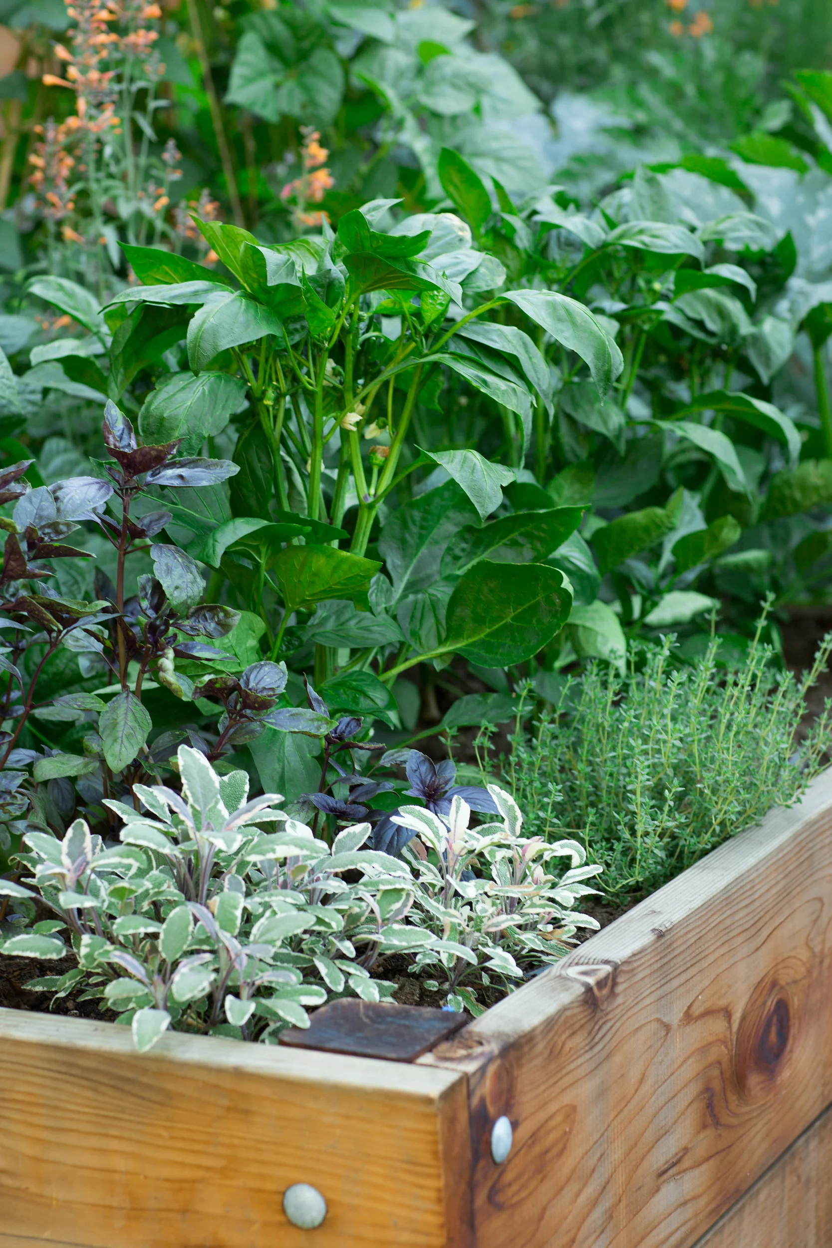 Pine House Edible Gardens