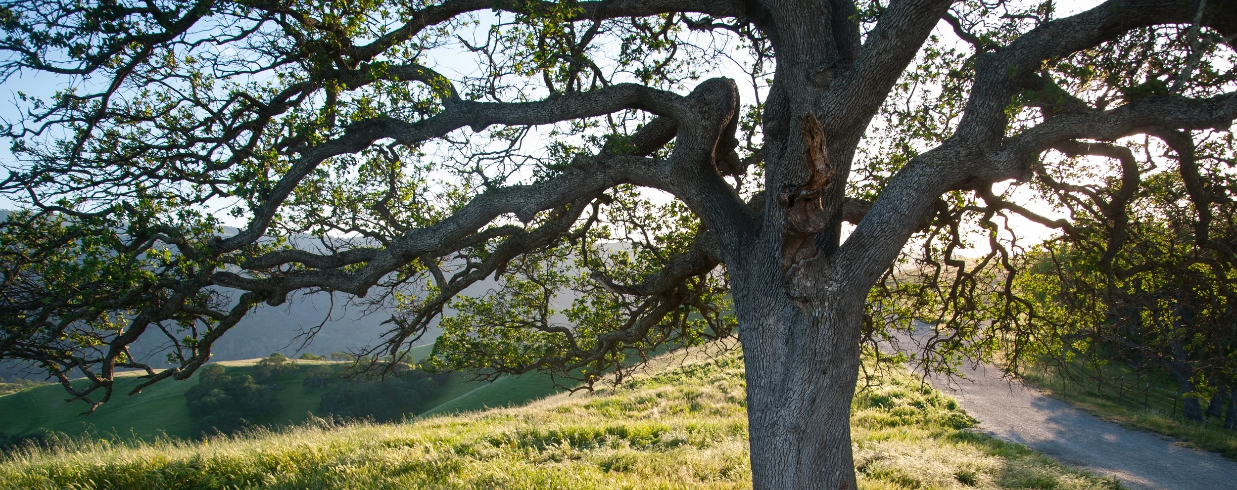 Px for Issues Page 1 Cropped.jpg