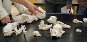 skulls1sm.jpg