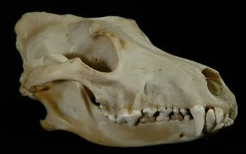 wolfskull.jpg