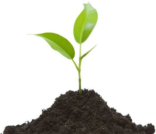 plant.jpg