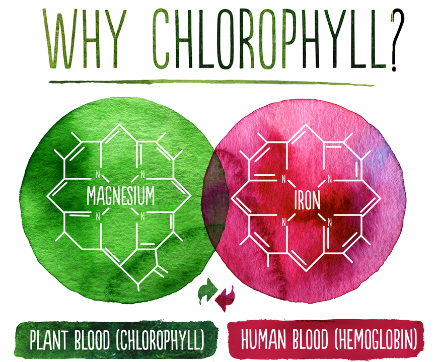 why_chlorophyll.png