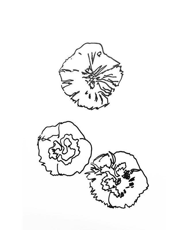 Flower illustrations by moi