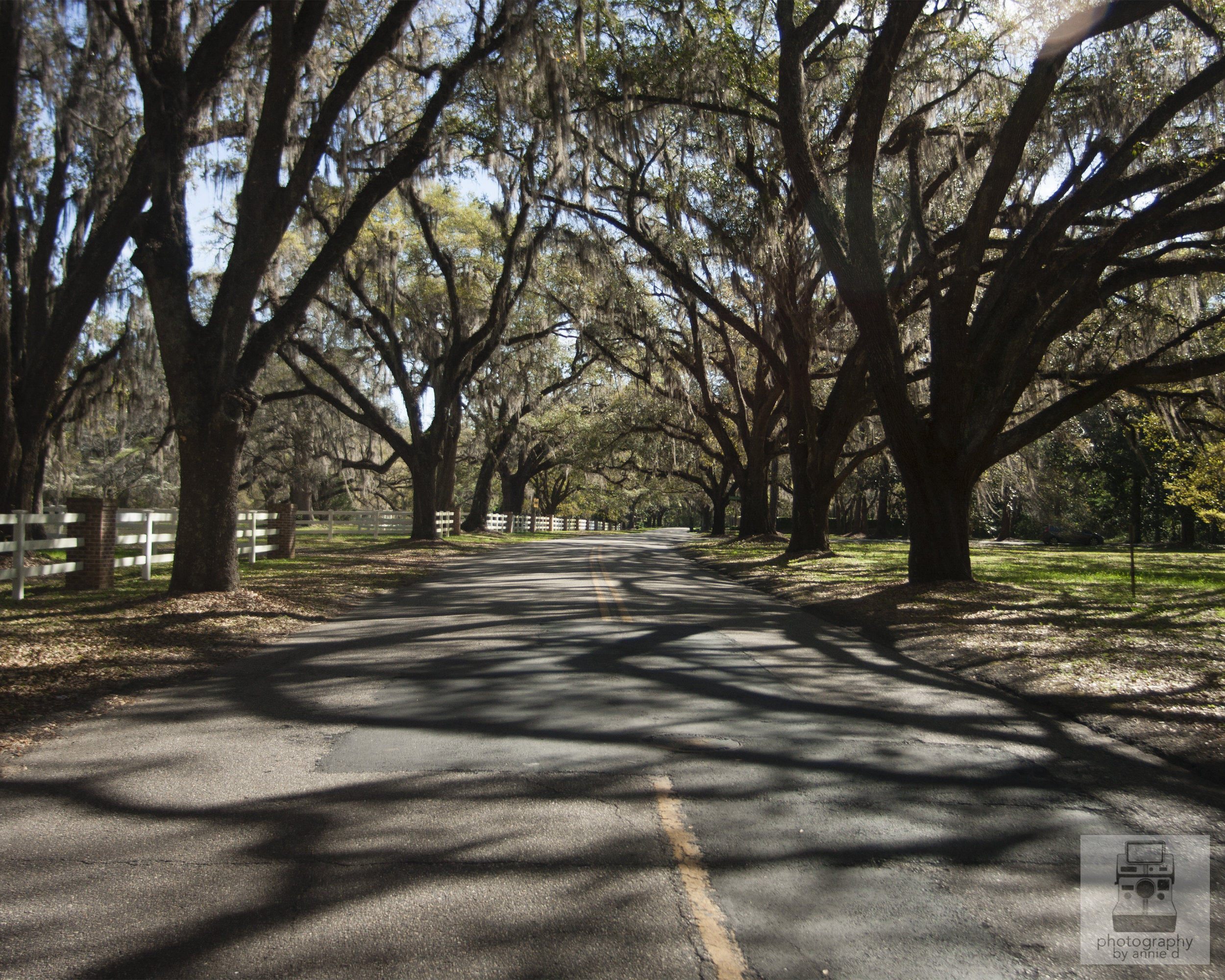 canopy8x10.jpg