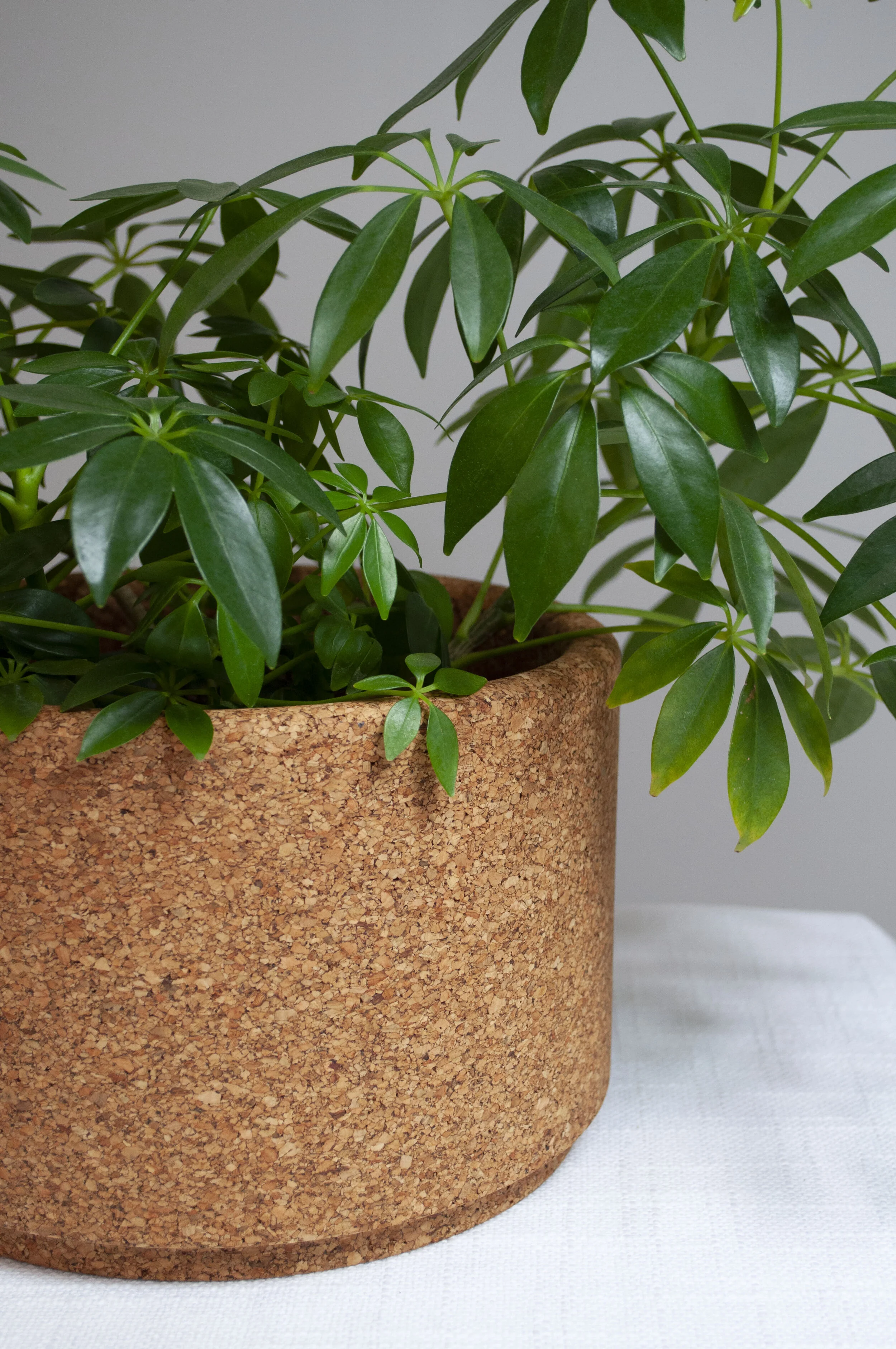 Cork Planter M2.jpg