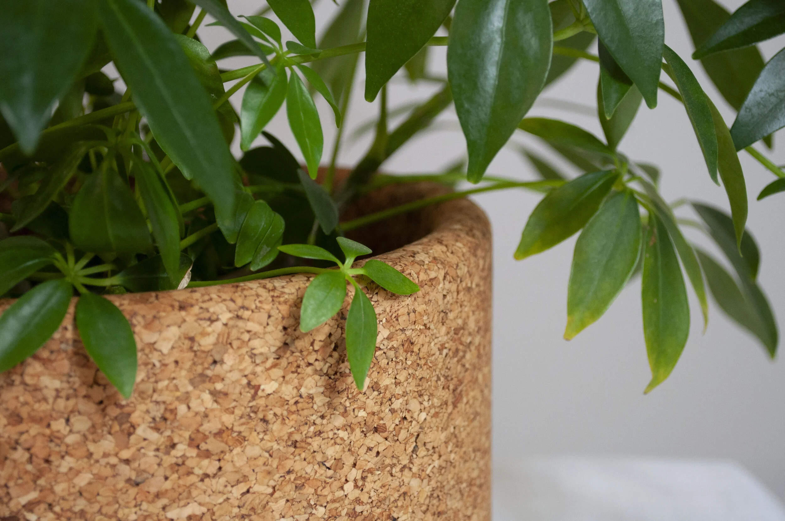 Cork Planter M3.jpg