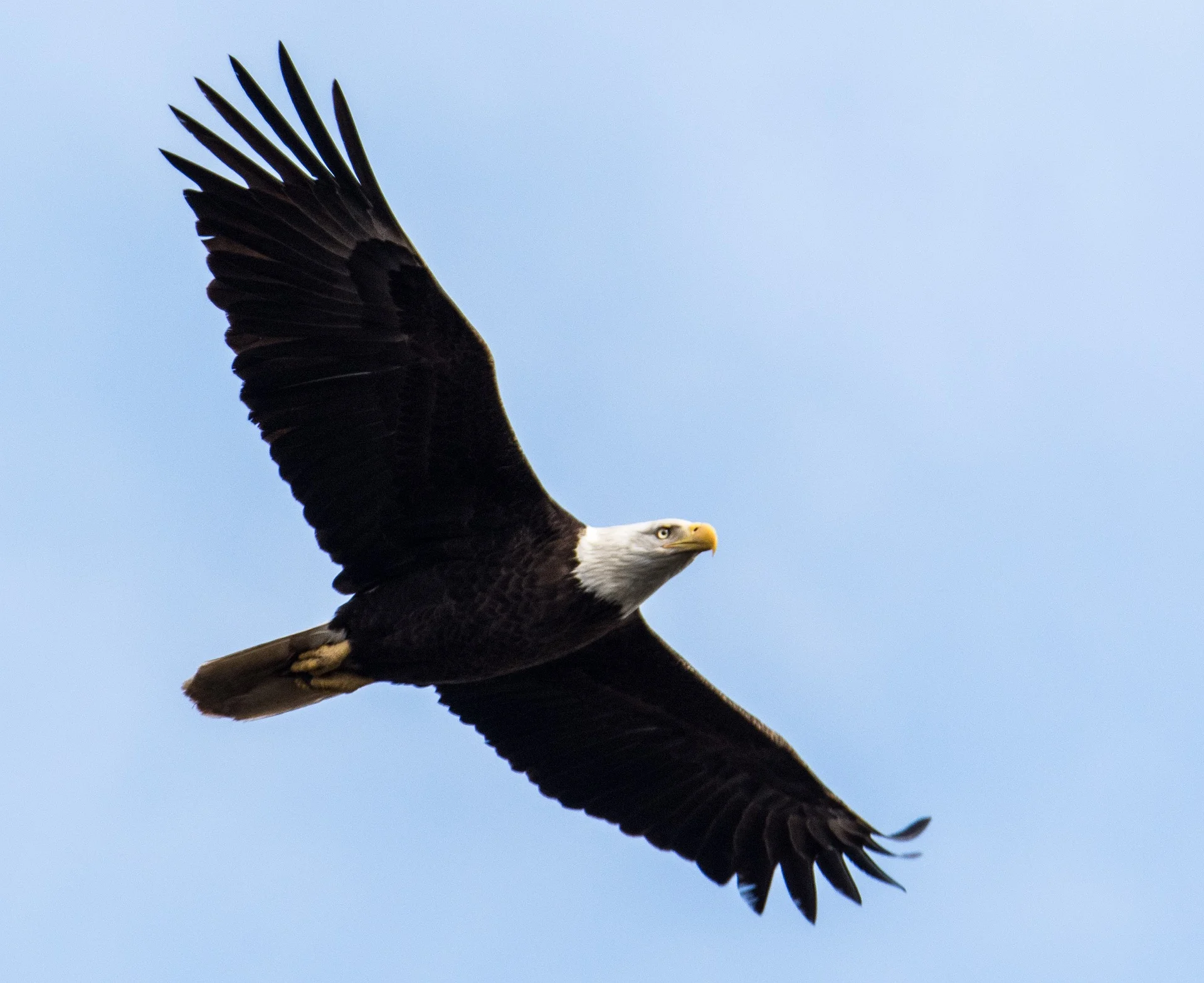 raptor-3079603_1920.jpg
